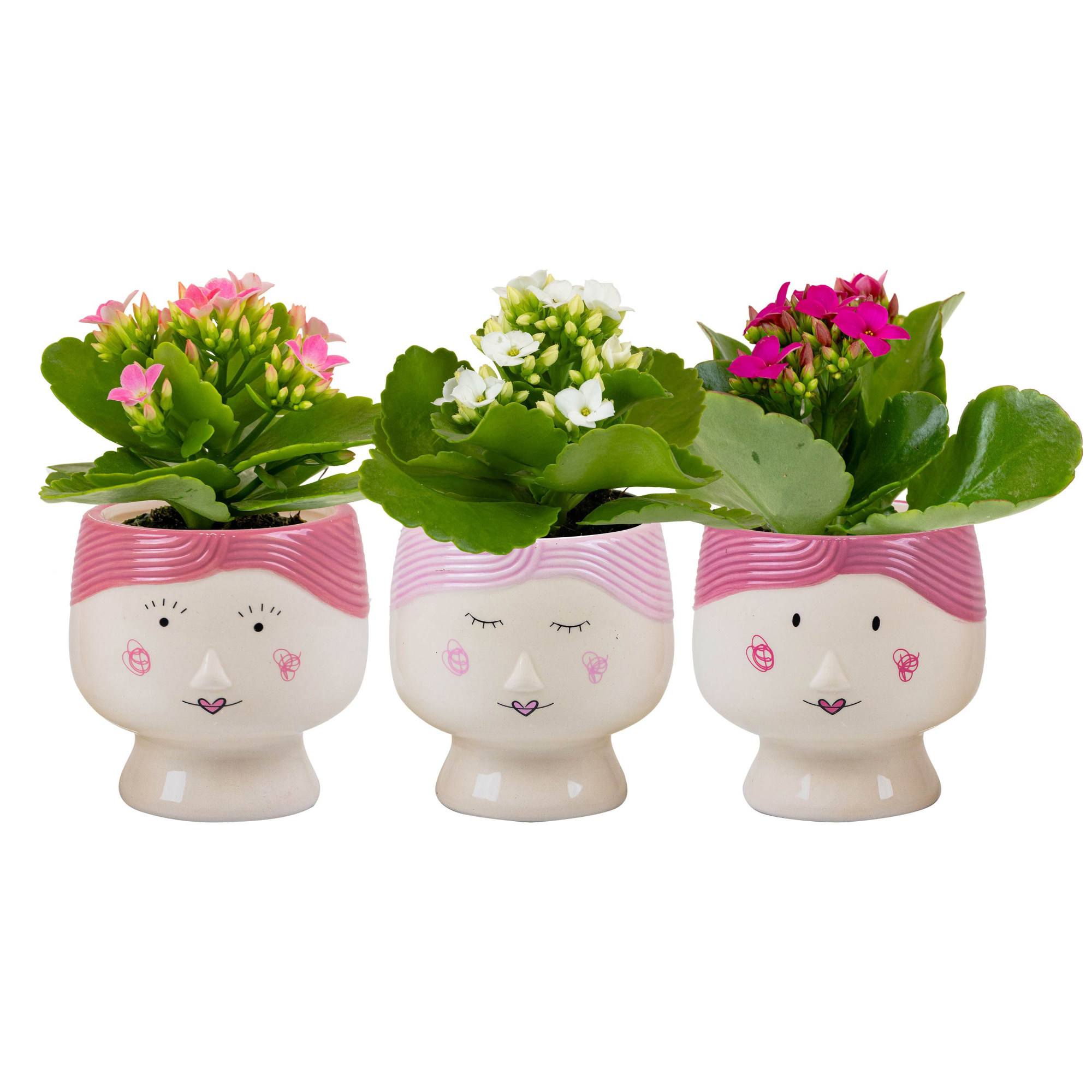 Mama Dukes with Kalanchoe, D 6