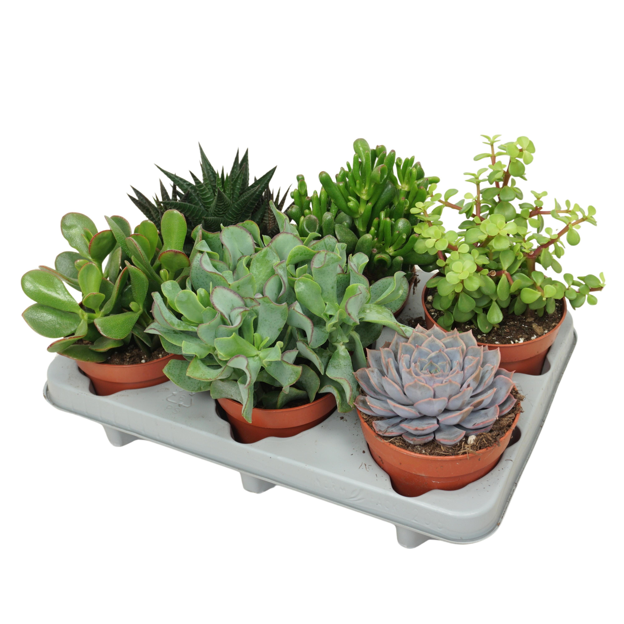 CITES FREE - Succulenten mix 12 cm, D 12