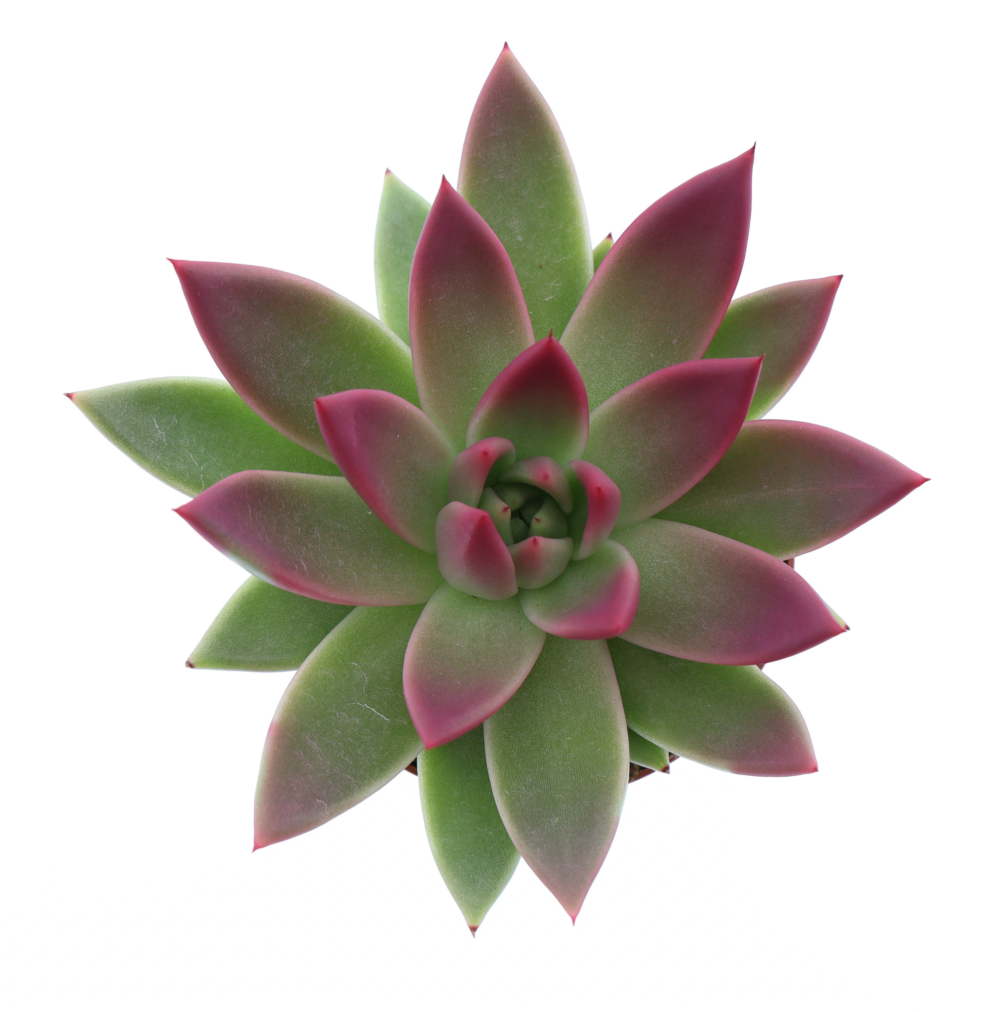 Miranda tips bordeaux red, D 8,5