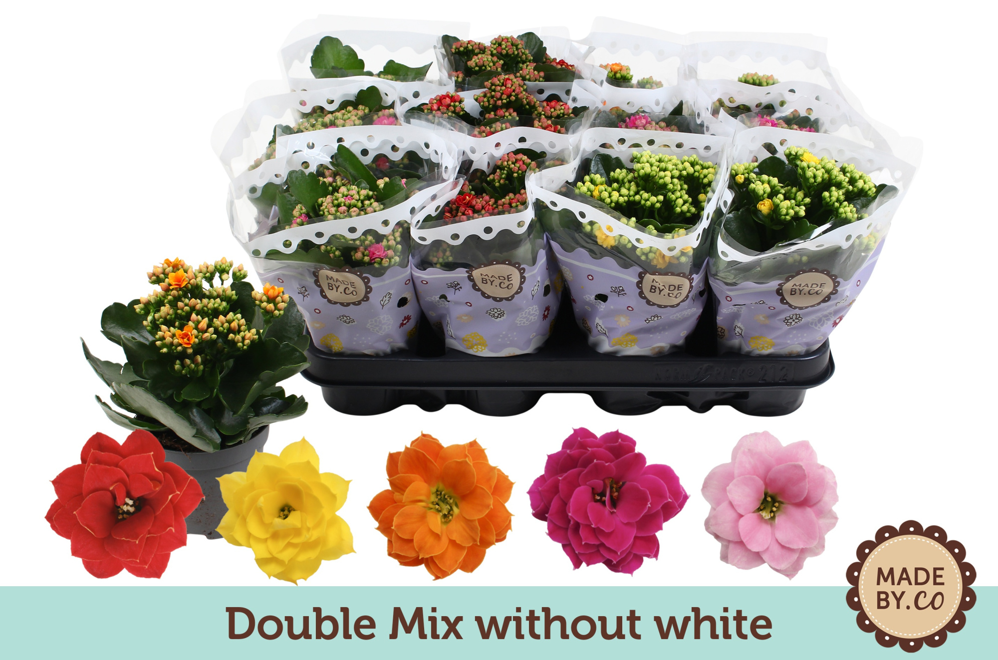 Kalanchoë Double Mix without white, D 9