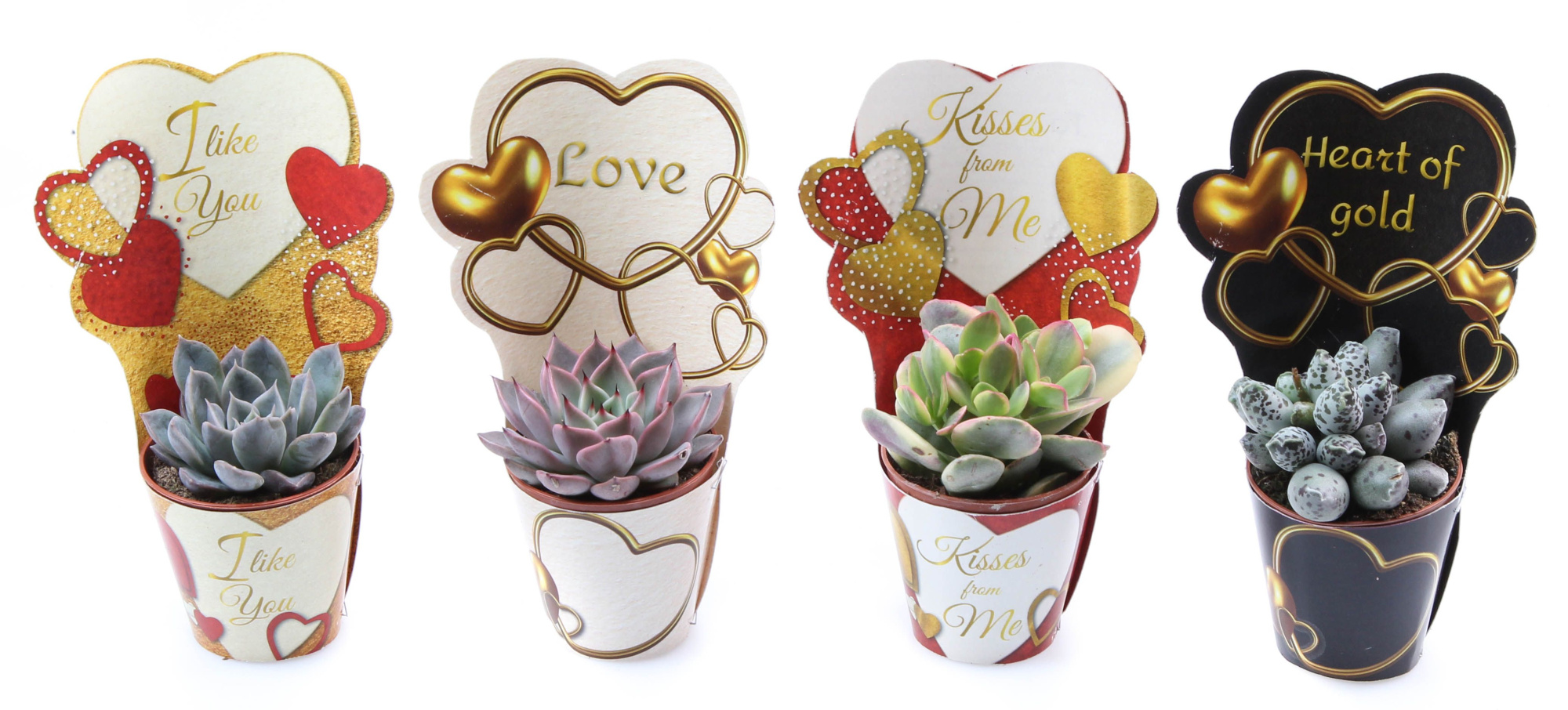 Potcover love mix succulent mix, D 5,5