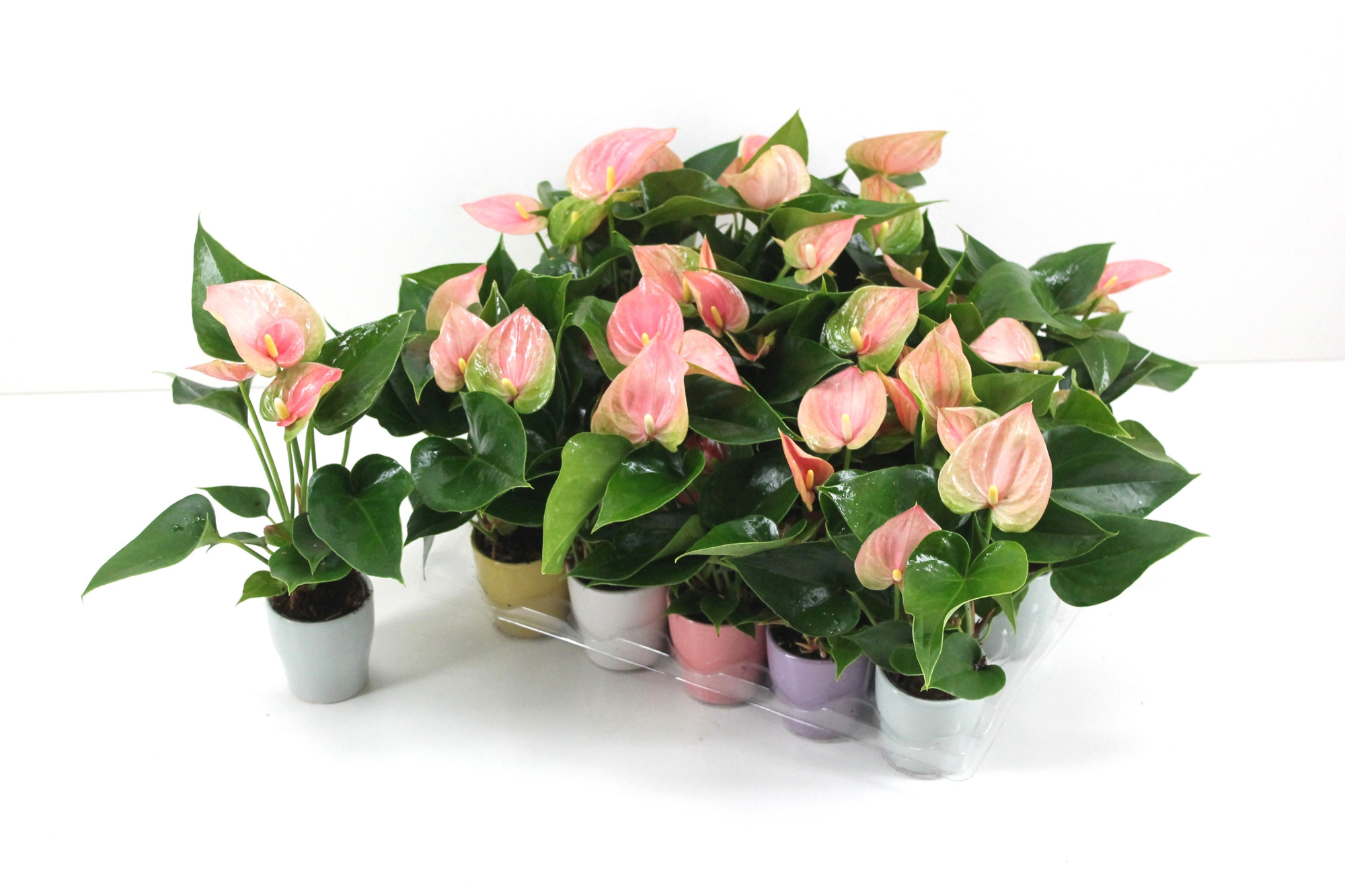 Anthurium Flamingo Pink 7cm met keramiek, D 7