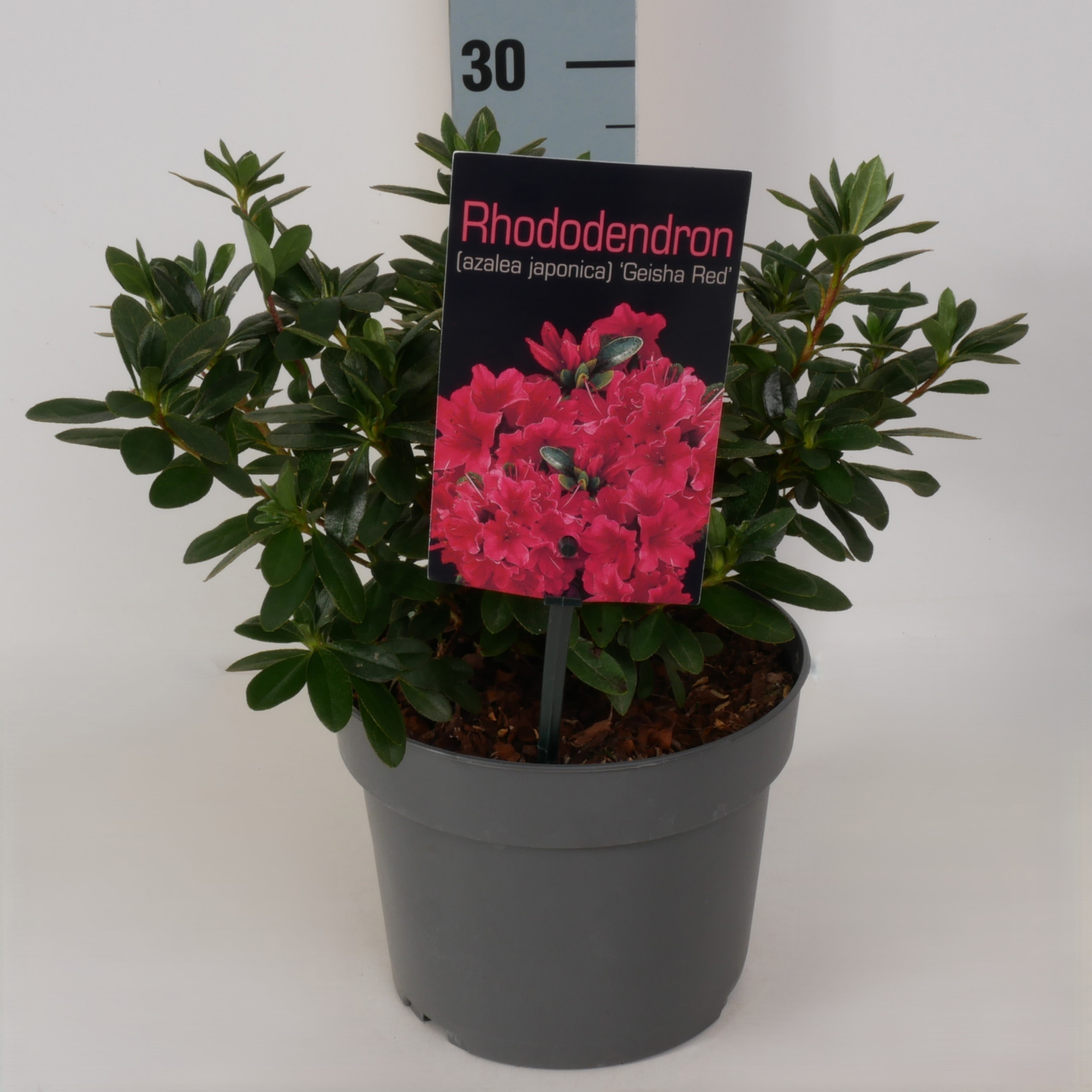 Rhododendron (AJ) 'Geisha Red' P17, D 17