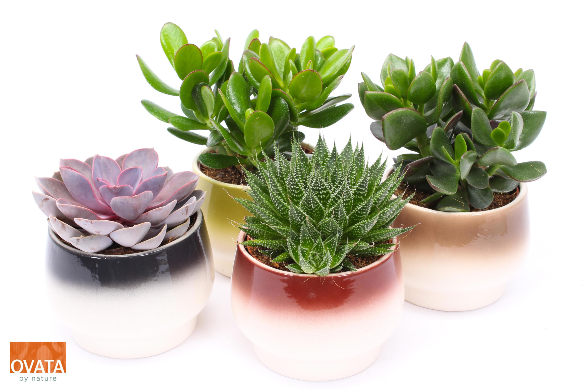 Succulent mix in Amalfi 14 PD - NON CITES, D 14