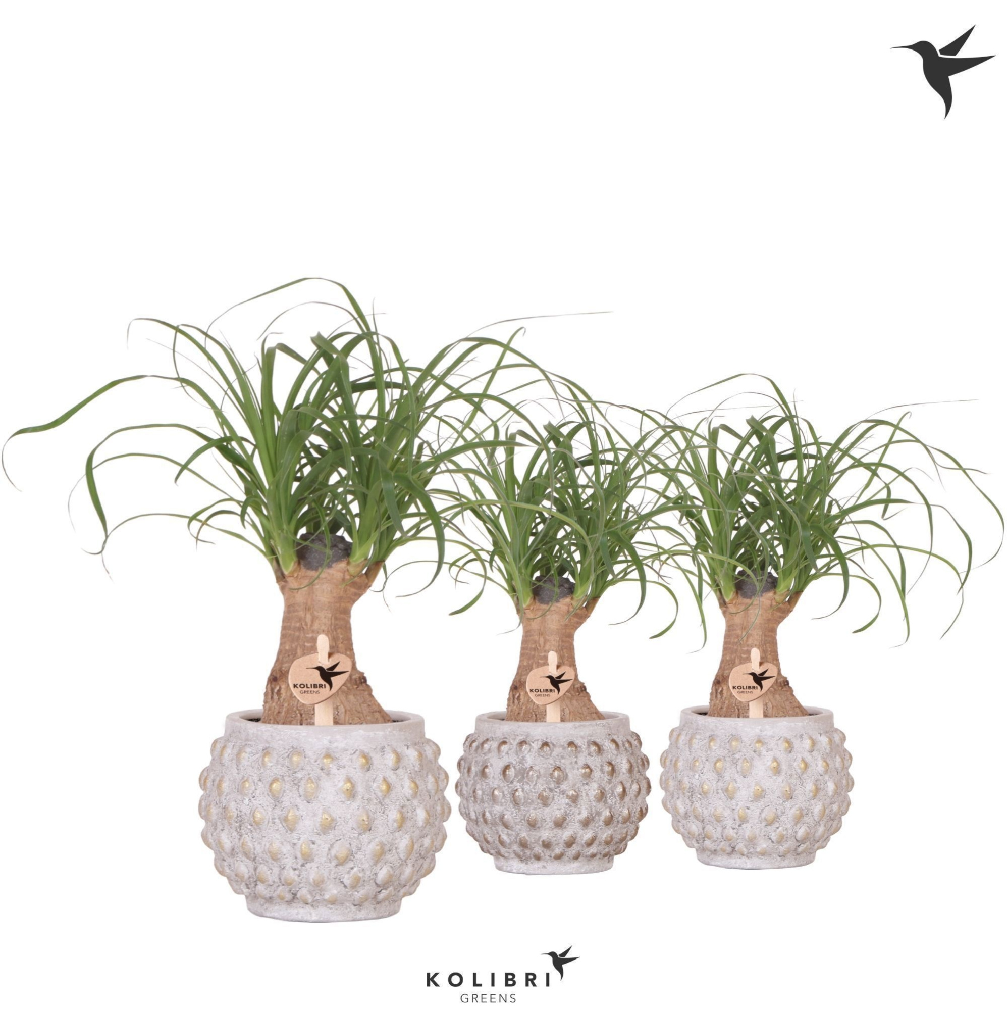 Kolibri Greens Beaucarnea in Marrakesh pot gold copper mix, D 9