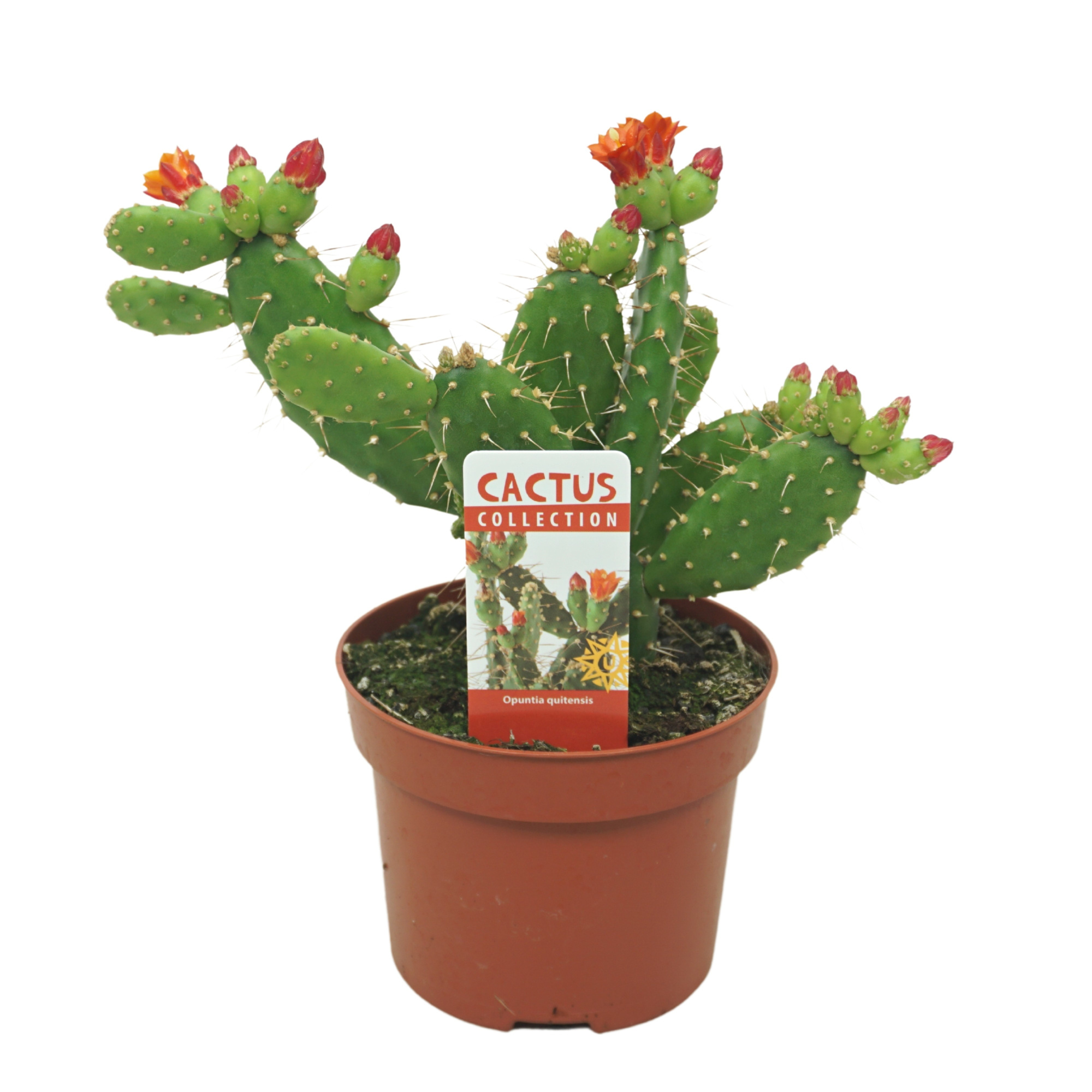 Opuntia quitensis 12 cm bloeiend met etiket, D 12