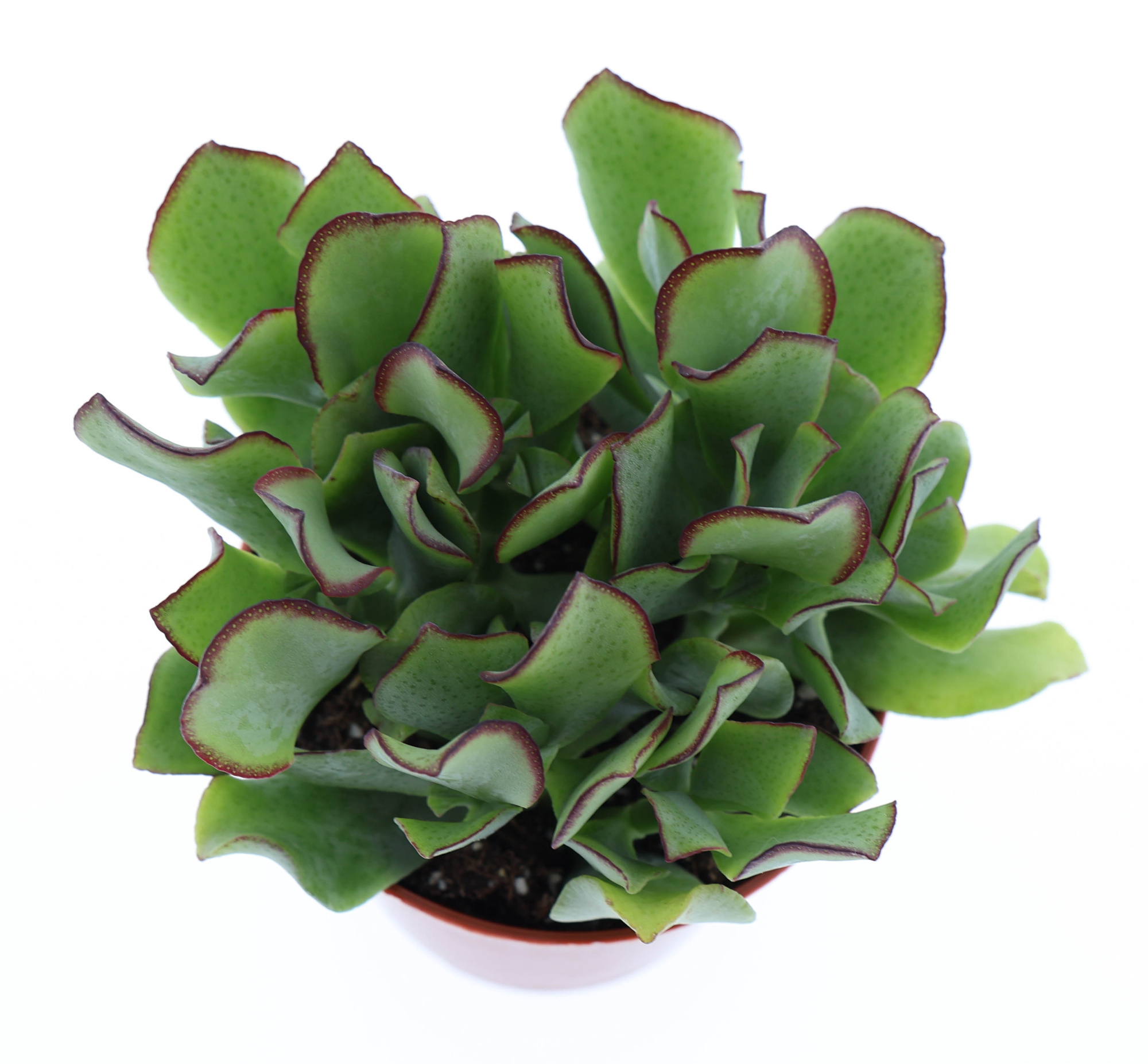 Crassula aborescens, D 8,5