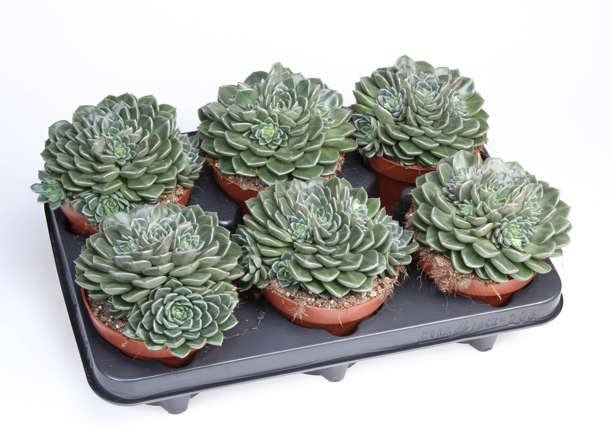 Graptopetalum Vega, D 12