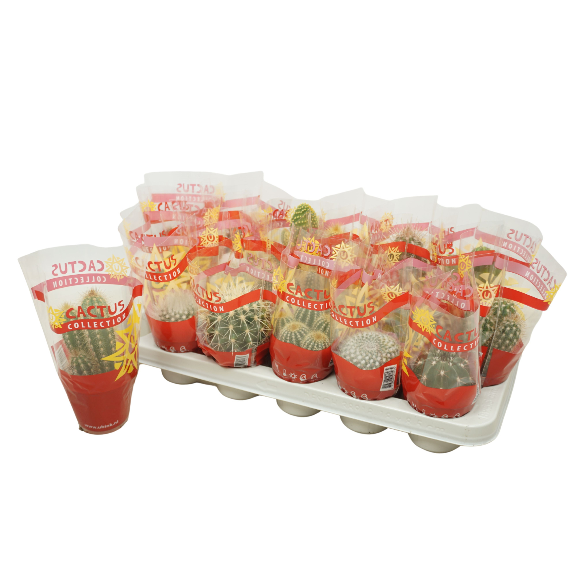 Cactus mix 8,5 cm in cactus hoes, D 8,5