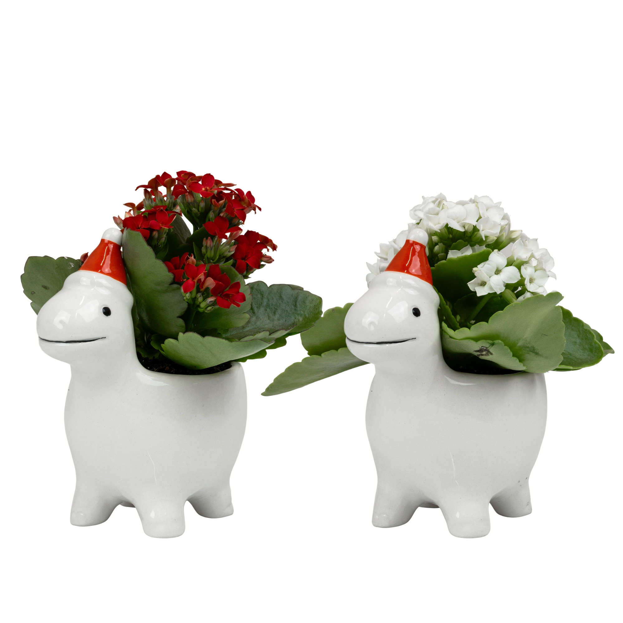 Jollysaurus with Kalanchoe, D 6