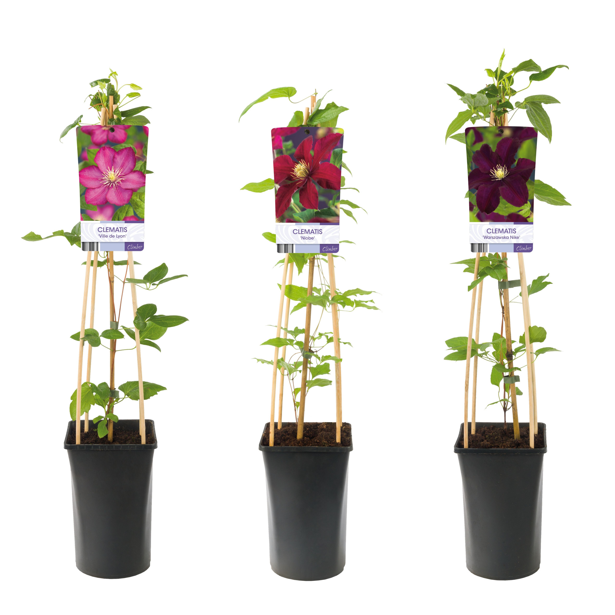 Mixtray Clematis large-flowered red +light label, D 17