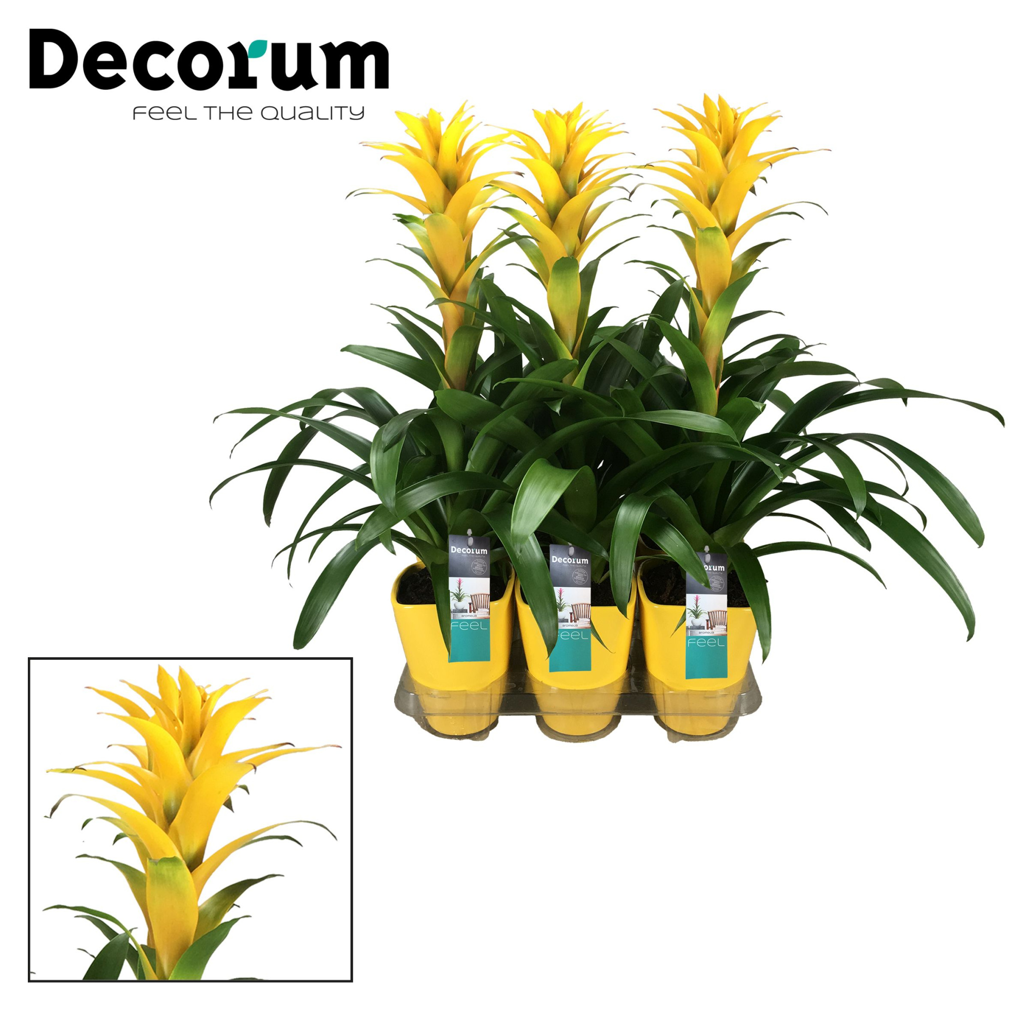 Guzmania Hilda Luxe Keramiek (Decorum), D 14