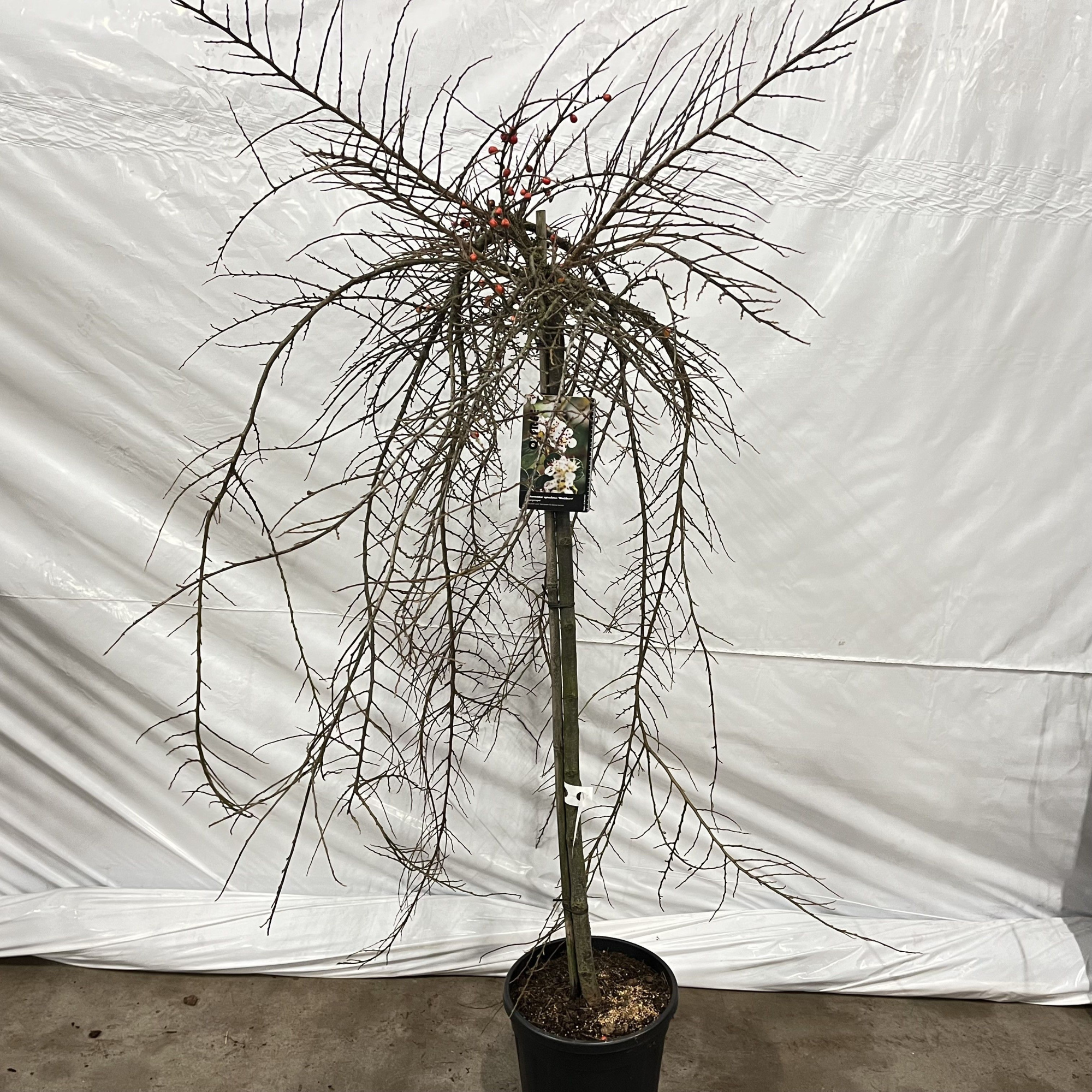 Cotoneaster apiculatus 'Blackburn' -- stam 90 cm, D 29