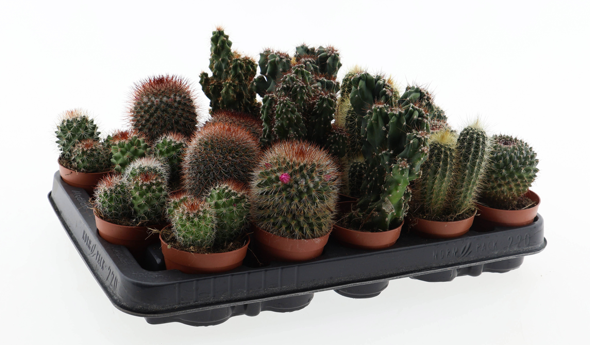Cactus mix, D 6,5