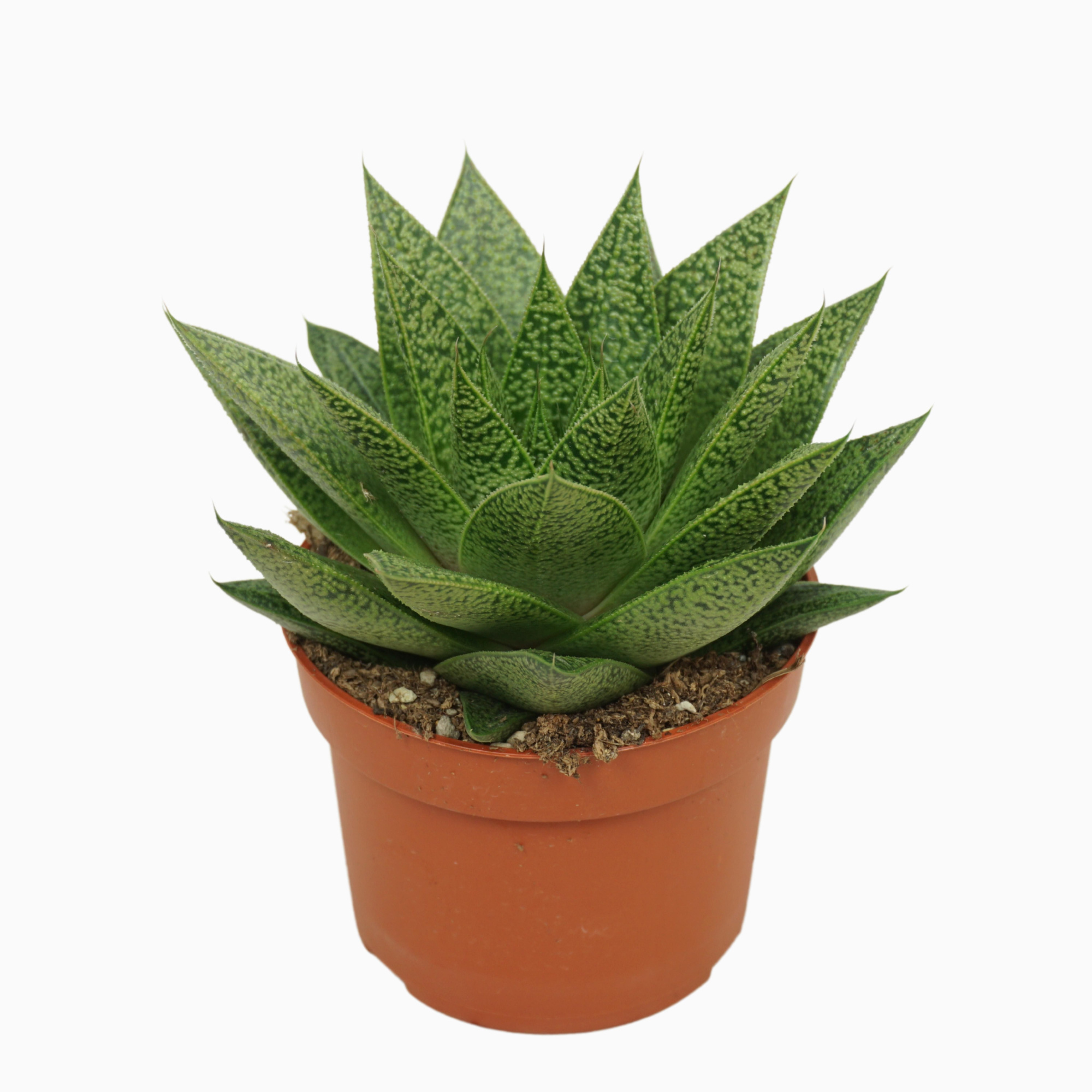 Gasteria d'tiga 10,5 cm, D 10,5