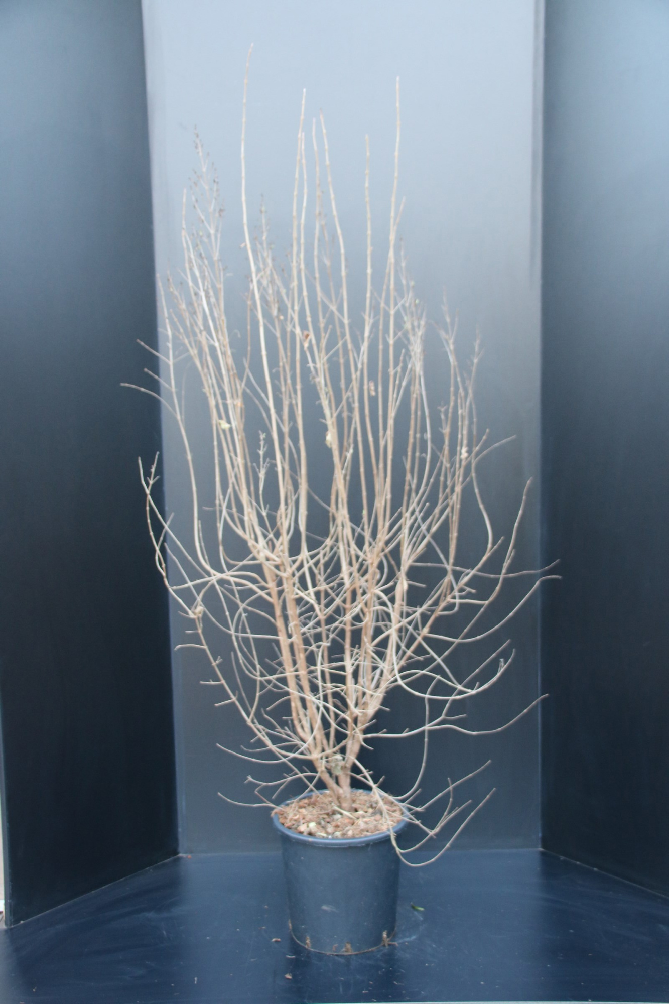 Syringa microphylla Superba, D 29