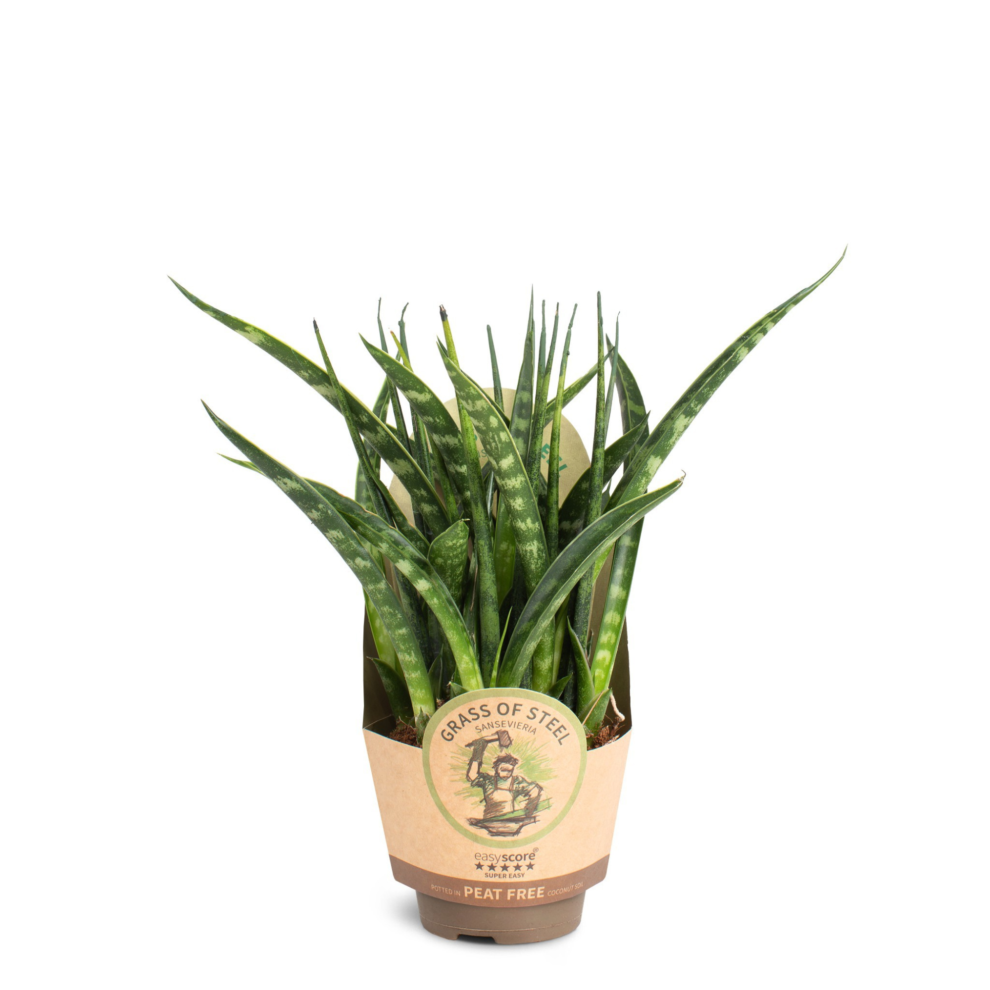 Sansevieria Fernwood, D 6