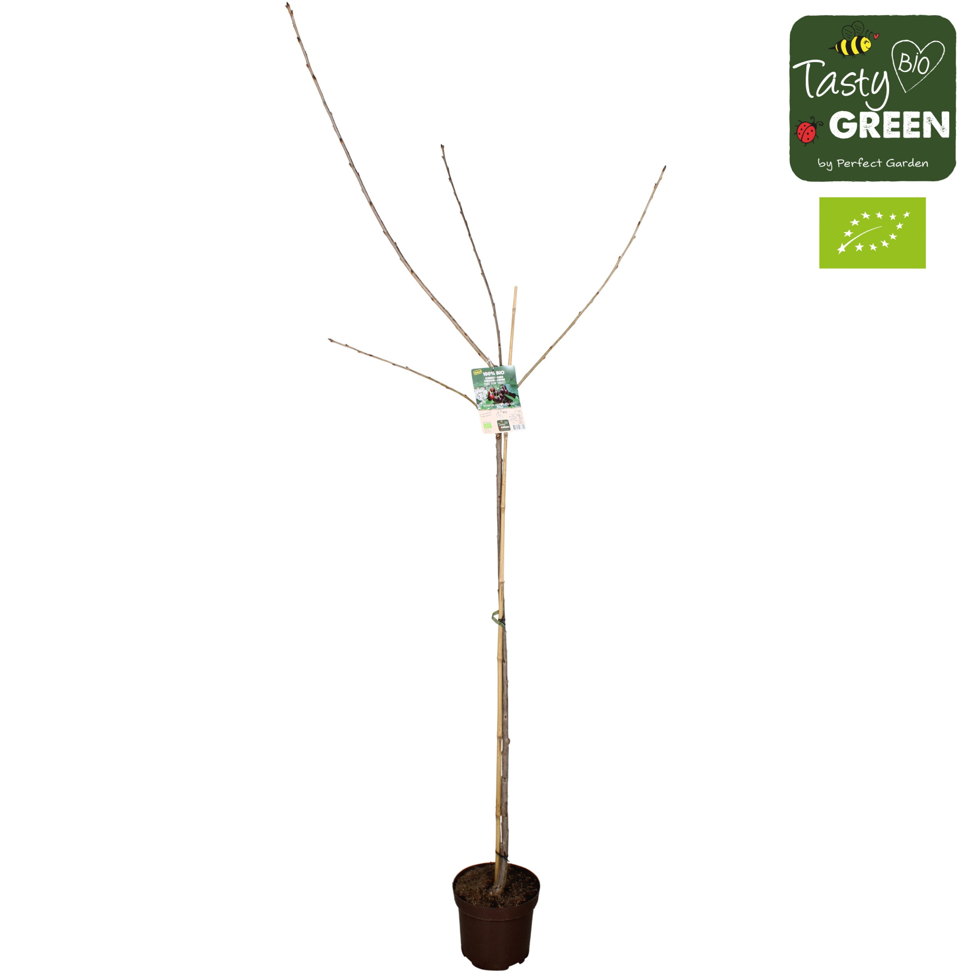 Prunus avium 'Sunburst' Bio P27 halfstam, D 27