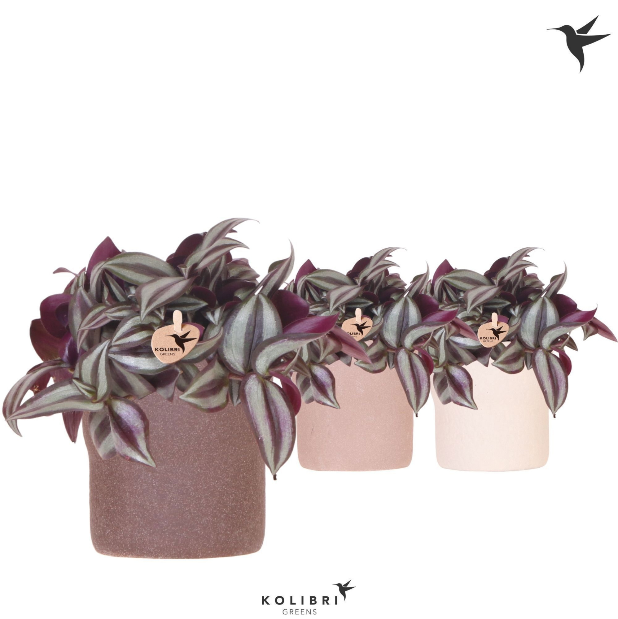 Kolibri Greens Tradescantia Zebrina in Rustic pot sand mix, D 9