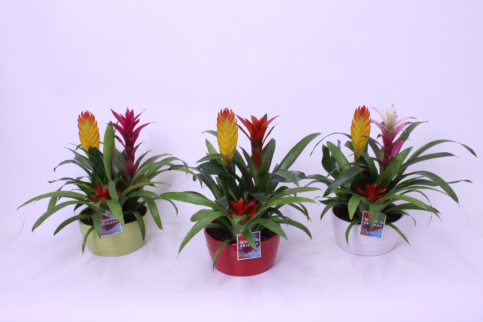 Bromelia in Wave 21 3pp, D 21
