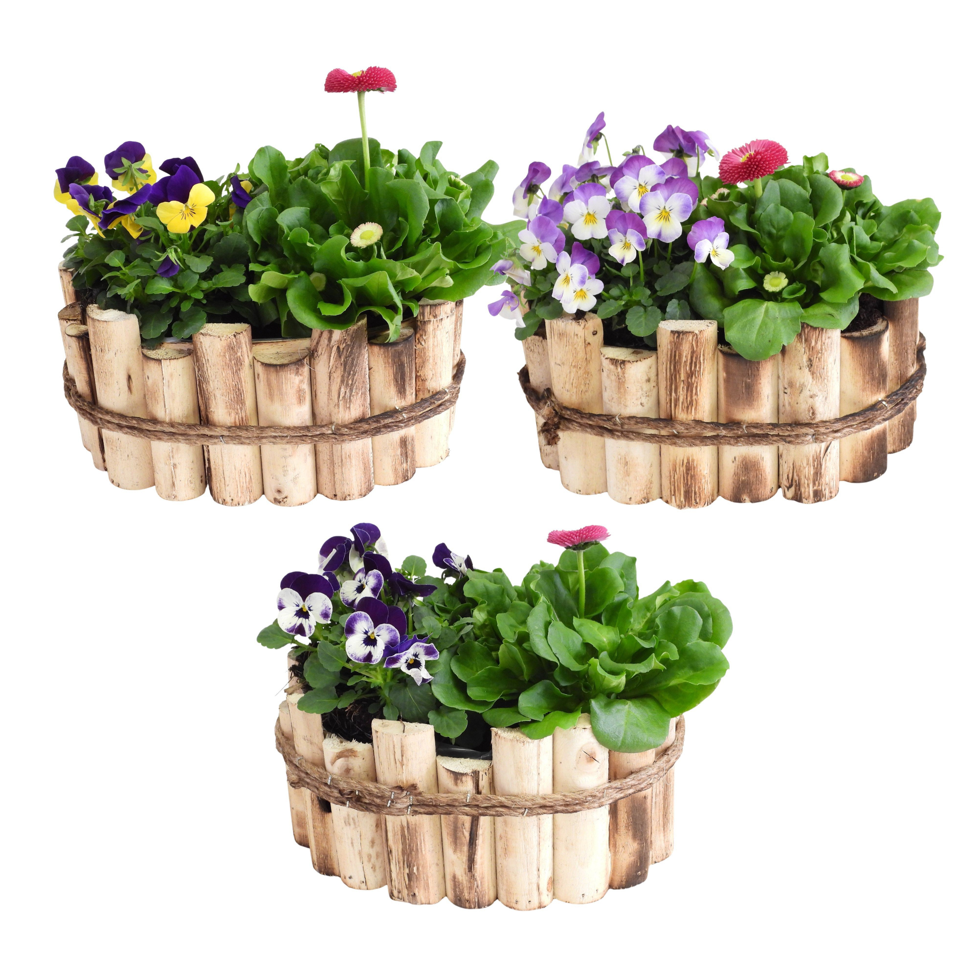 Arrangement Early Spring Specials Narcis in Houten Bak Ovaal 22 cm, D 22