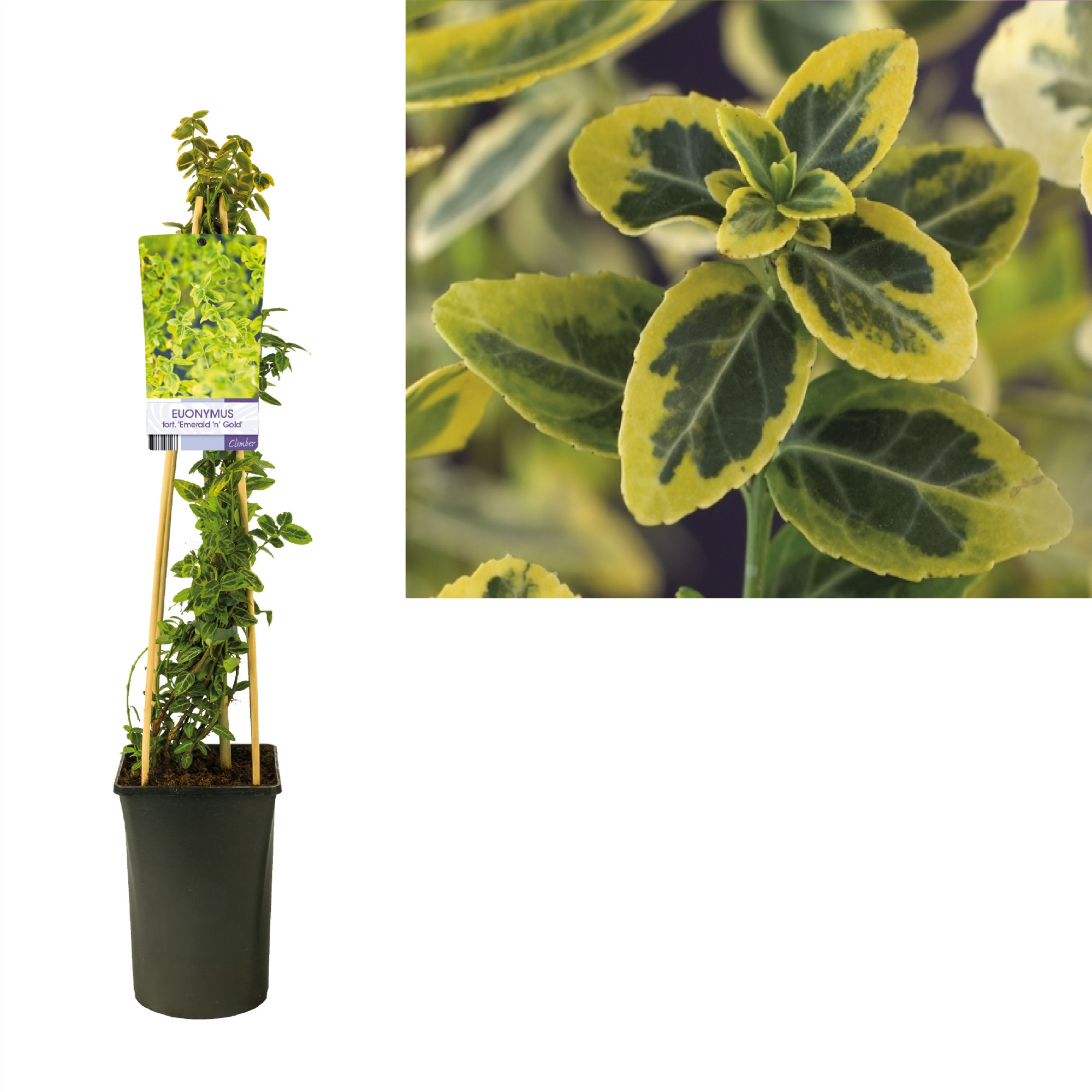 Euonymus fortunei 'Emerald 'n' Gold' +light label, D 17