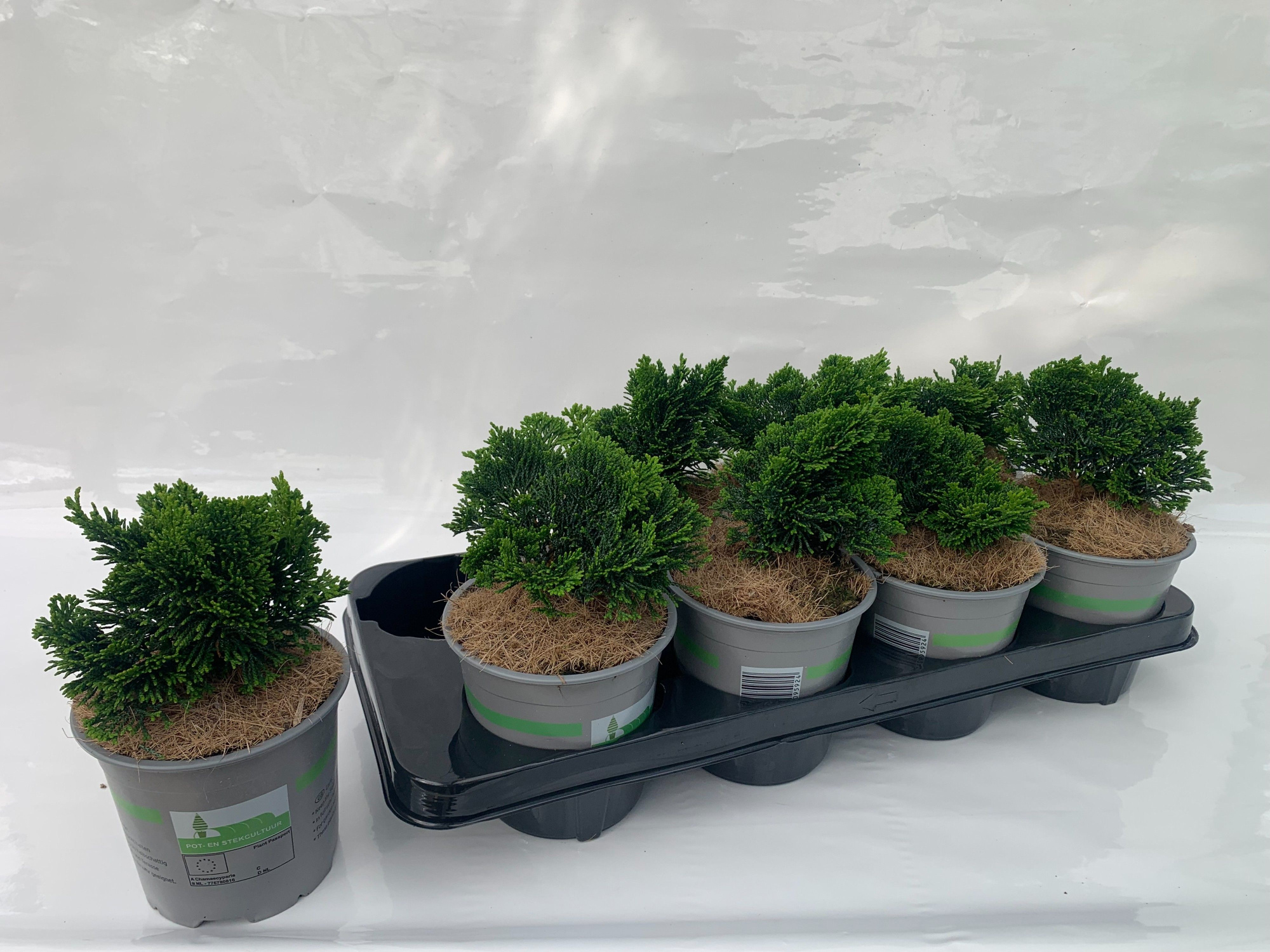 Cham obtusa Nana Gracilis, D 13