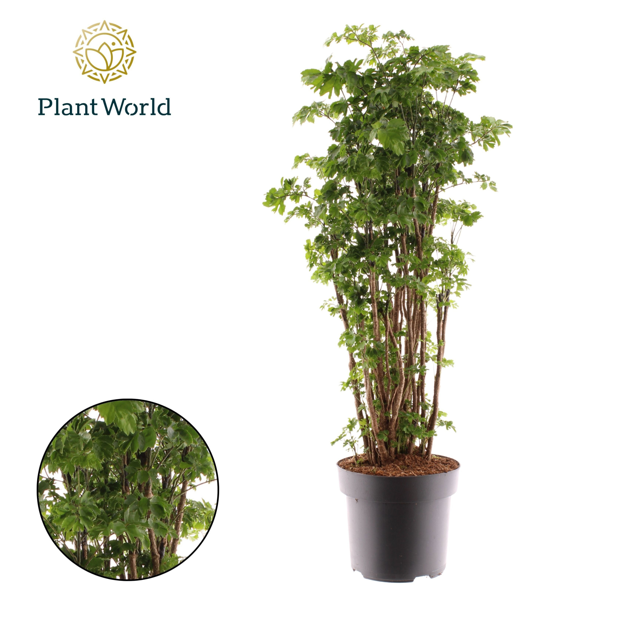 Polyscias Roble vertakt, D 24