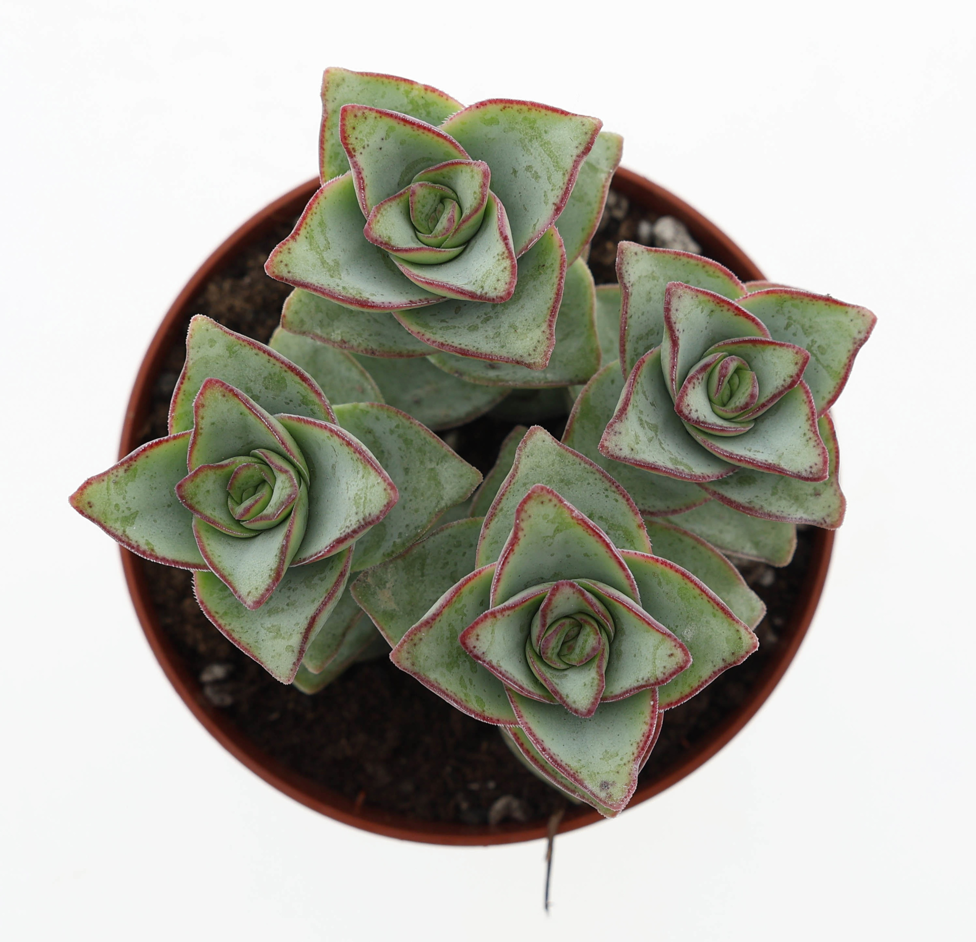 Crassula perforata azul, D 8,5