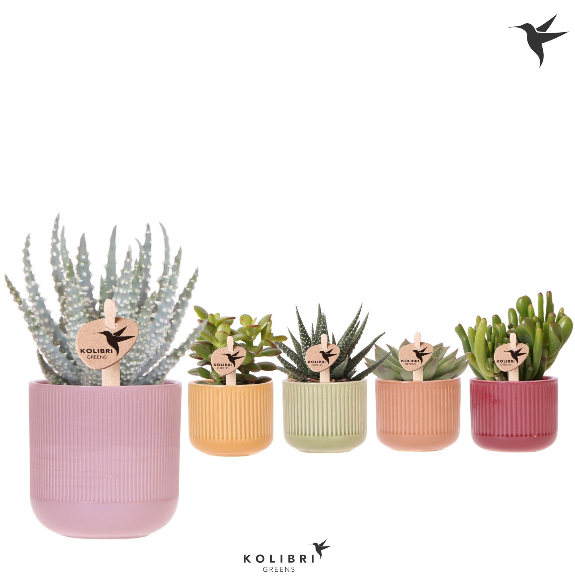 Kolibri Greens Succulenten mix in Flare pot mix, D 6