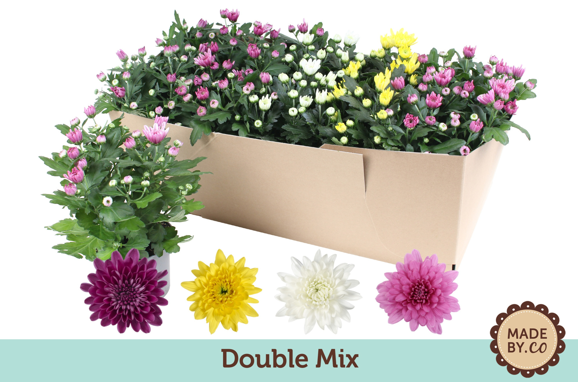 Chrysant Double Mix in SV.Box, D 12