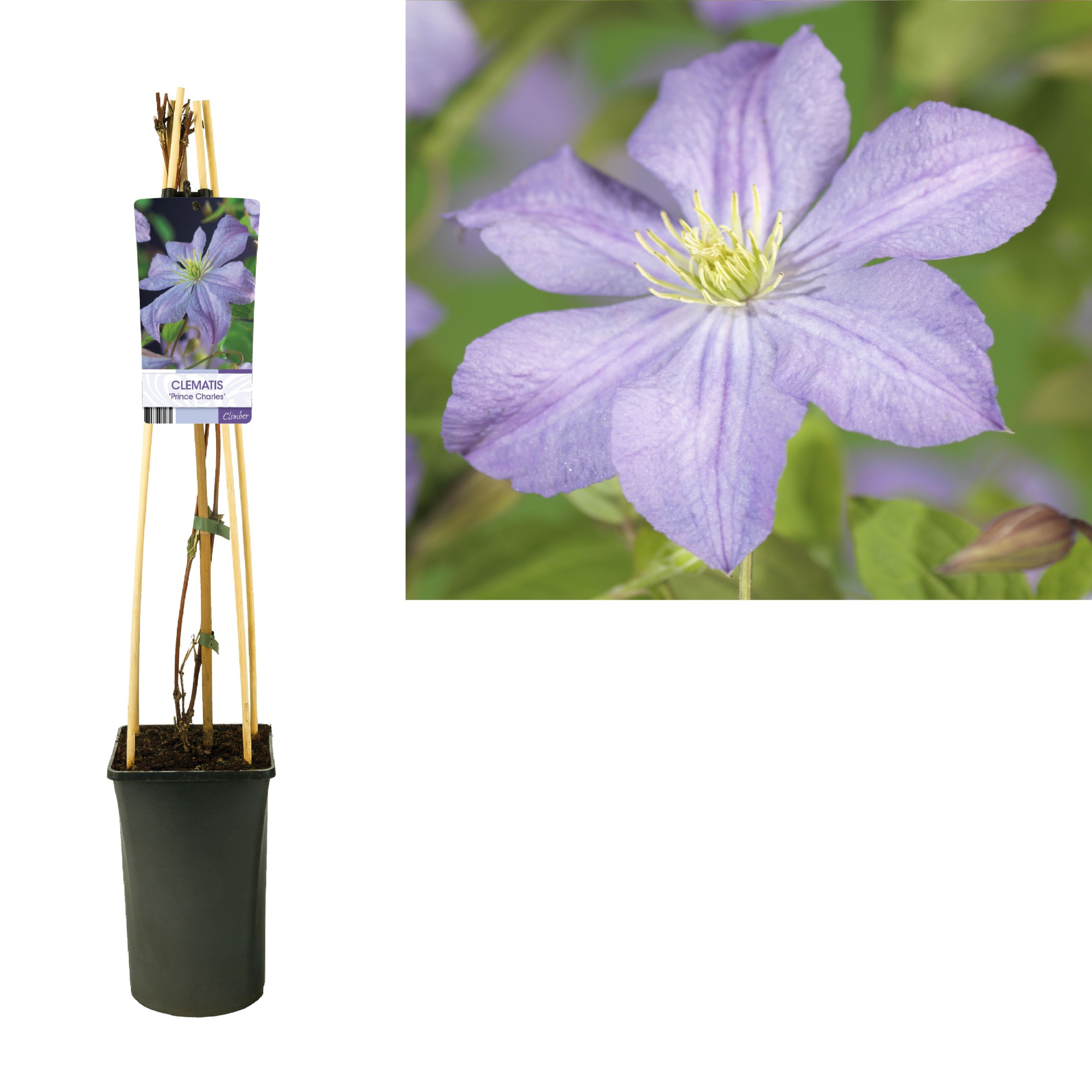 Clematis 'Prince Charles' +light label, D 17