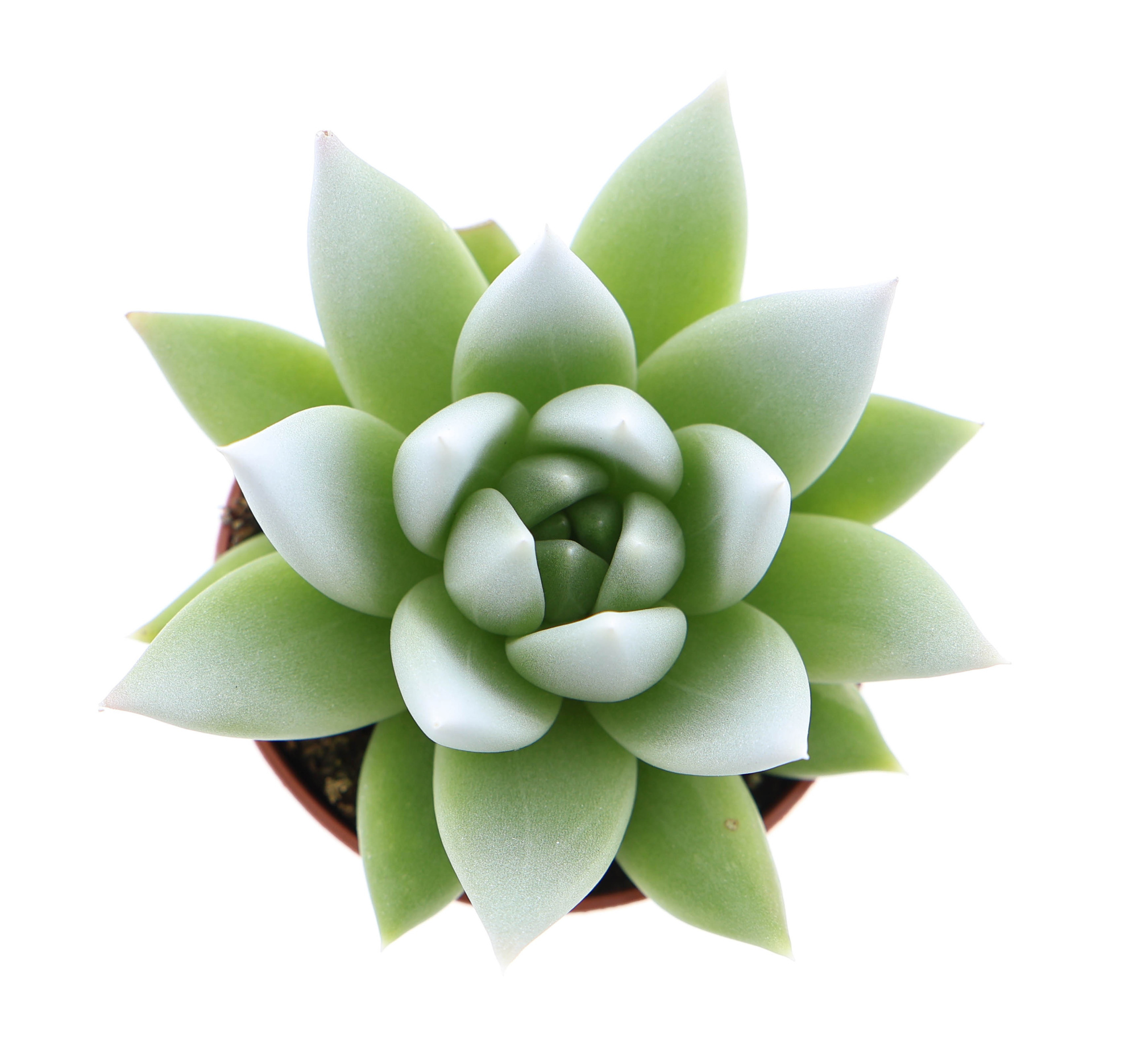 Miranda tips white, D 5,5