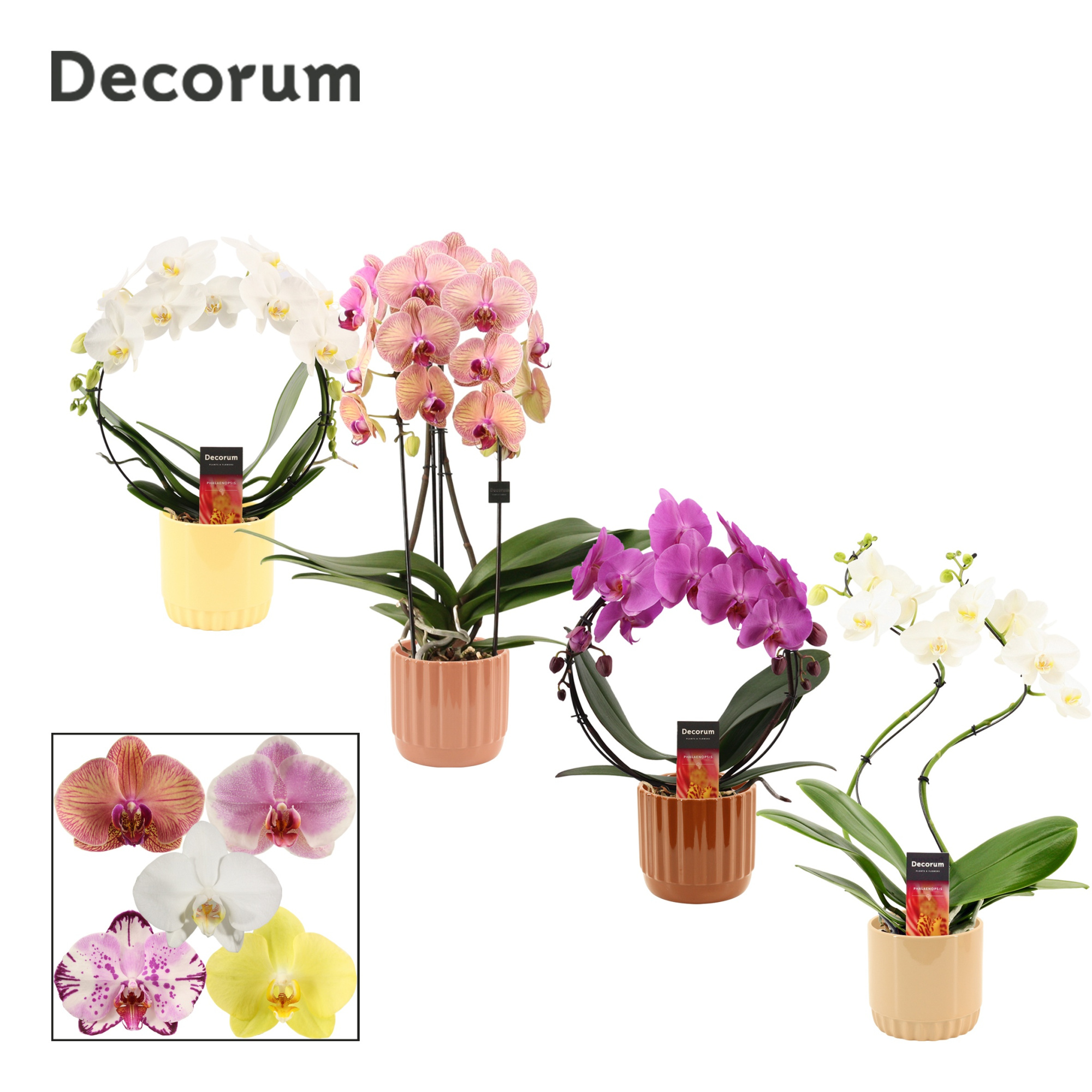 Phalaenopsis vormen mix 2 tak in Liam (Coffee blend-collection), D 12