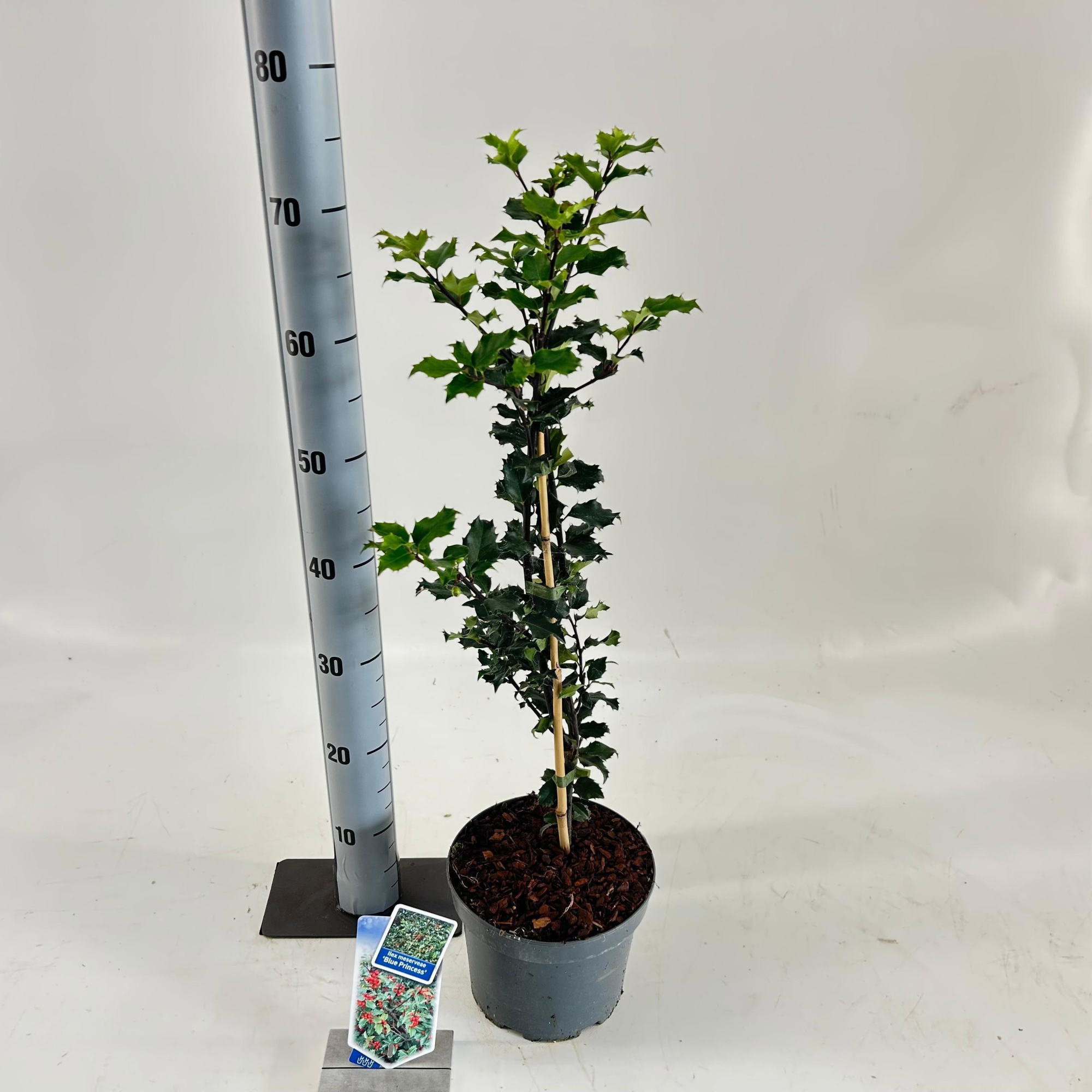Ilex meserveae 'Blue Princess', D 19