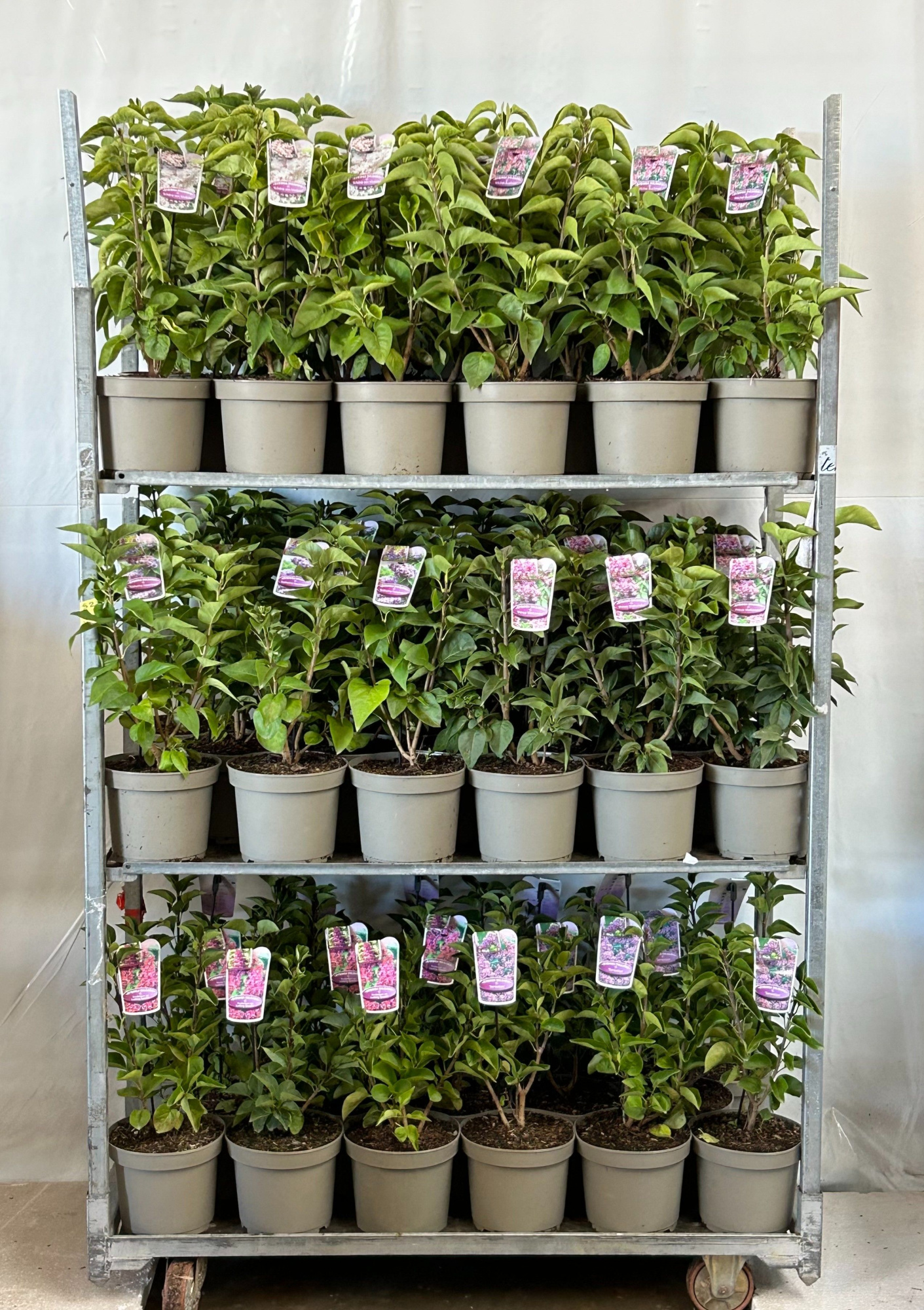 Syringa vulgaris mix, D 23