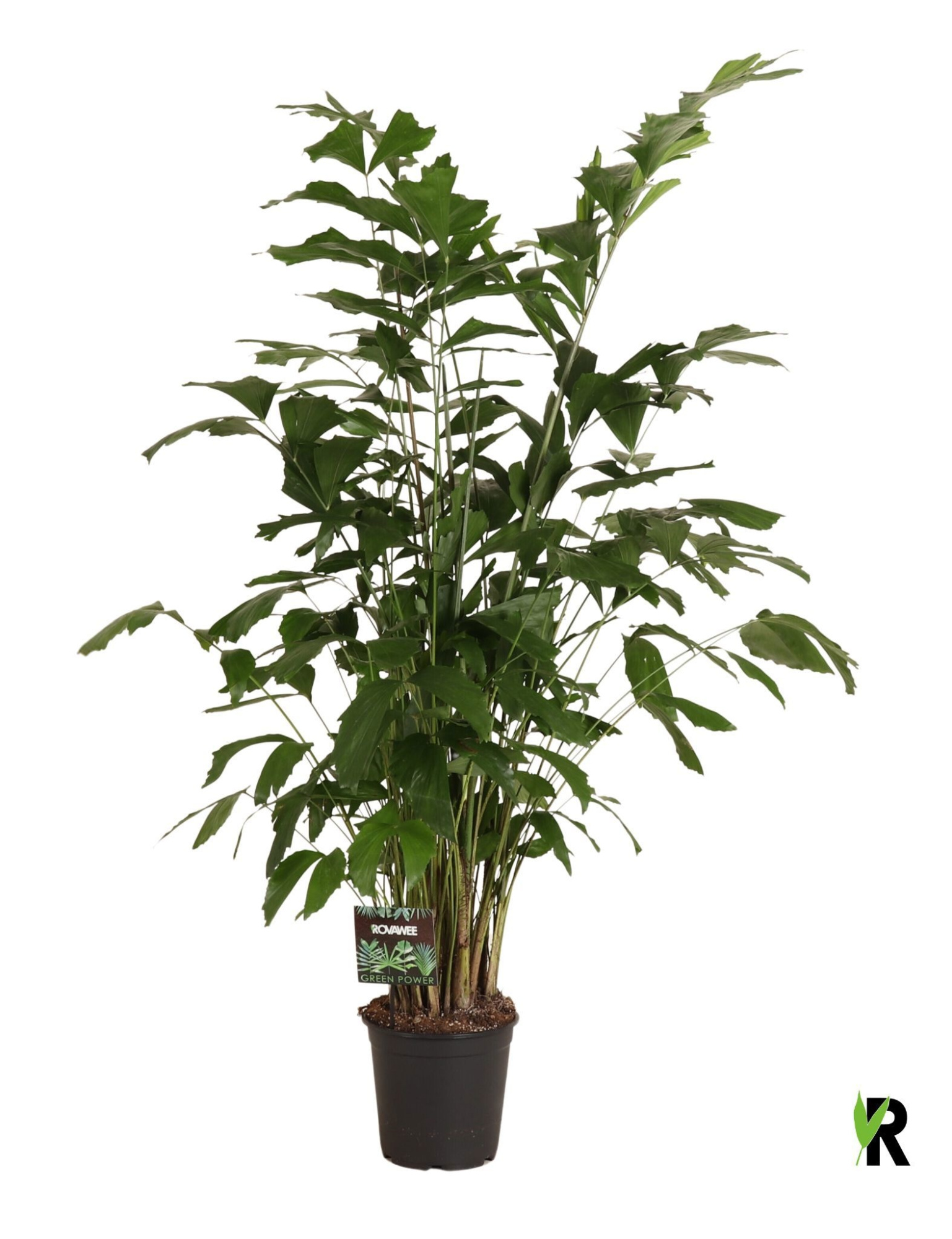 Caryota mitis, D 24