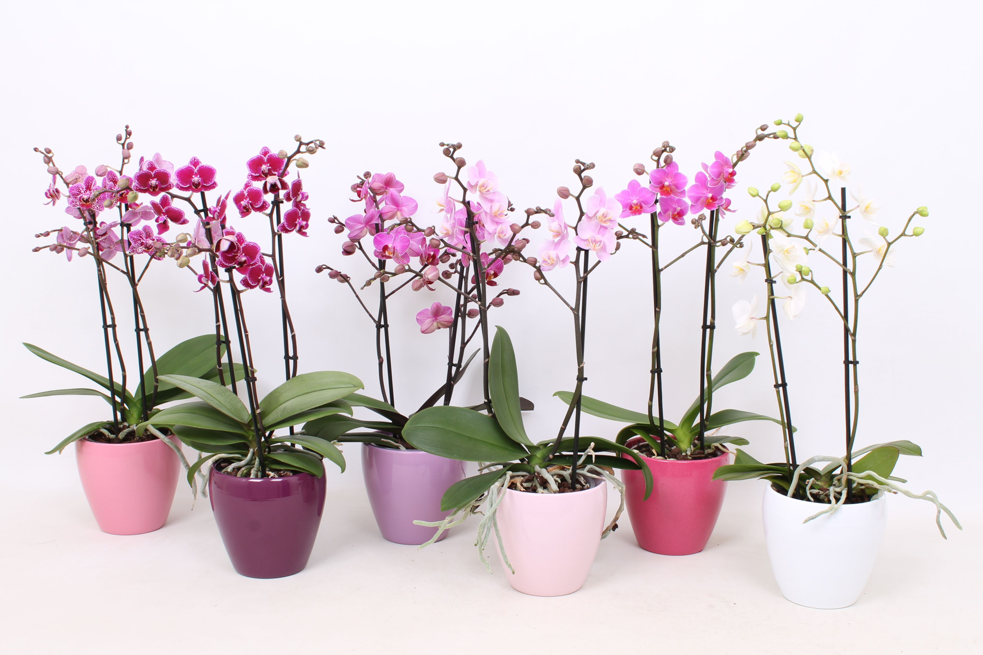 Phal. Multiflora 2-tak mix in div kleuren Sofia keramiek, D 12