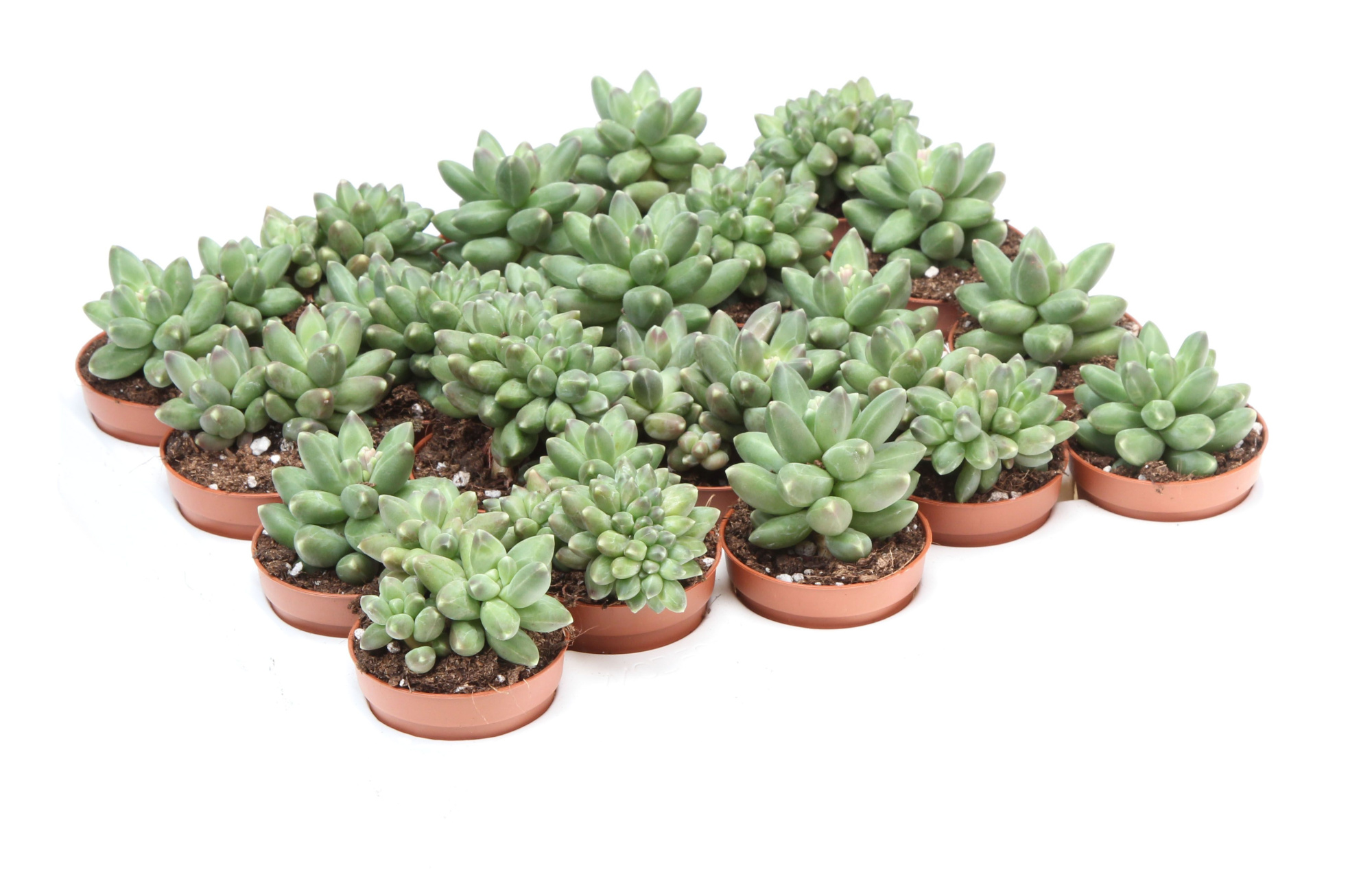 Pachyveria scheideckeri, D 5,5