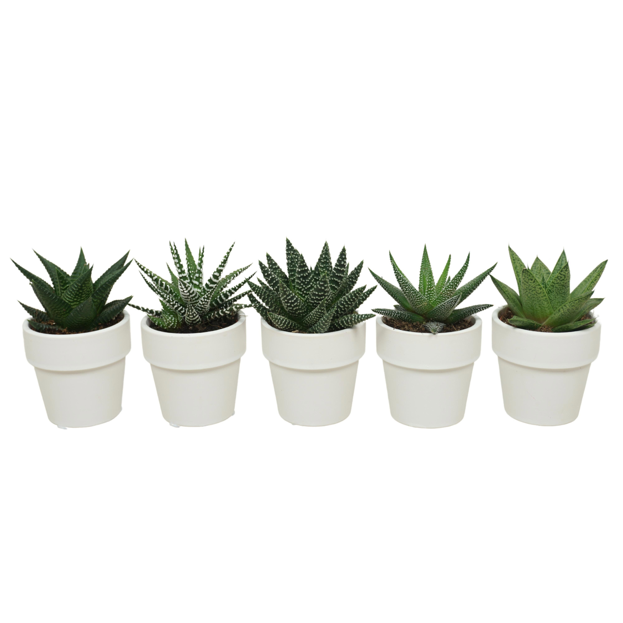 Aloë/Haworthia mix in 6 cm 'Wit Kraagpotje', D 5,5