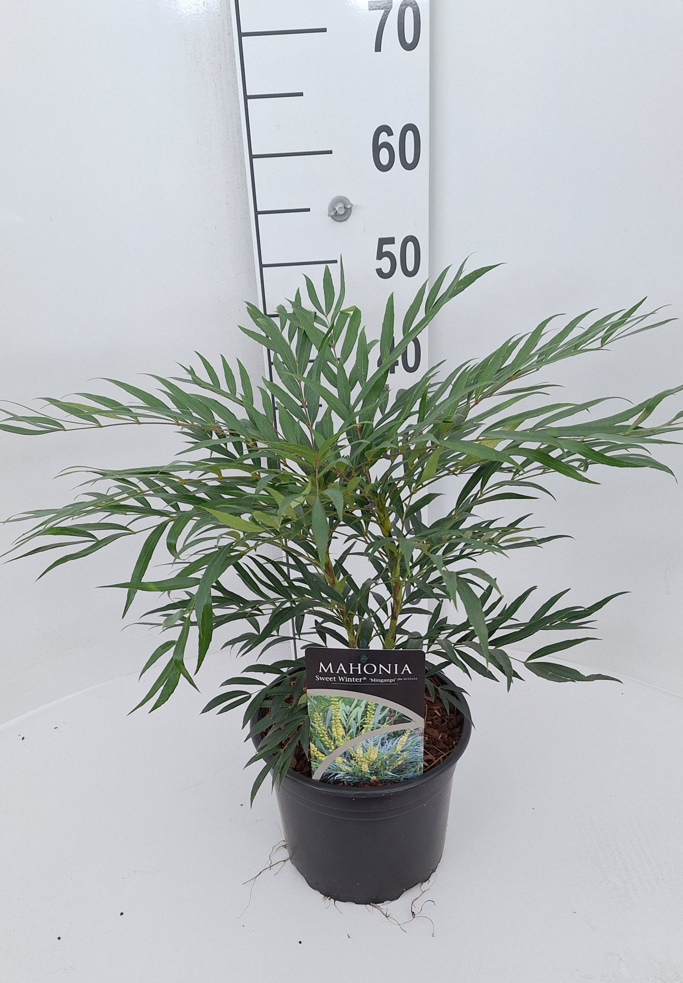 Mahonia Sweet Winter, D 21