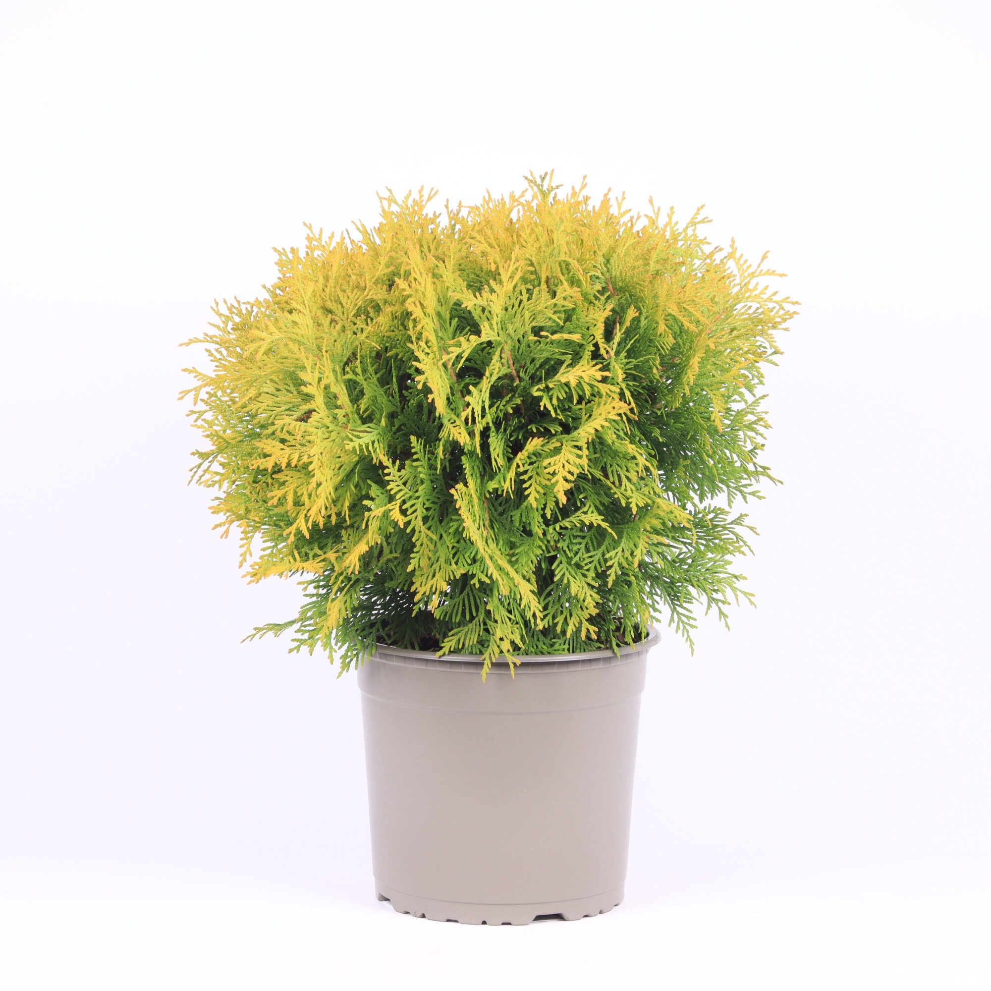 Thuja occidentalis 'Golden Globe', D 23