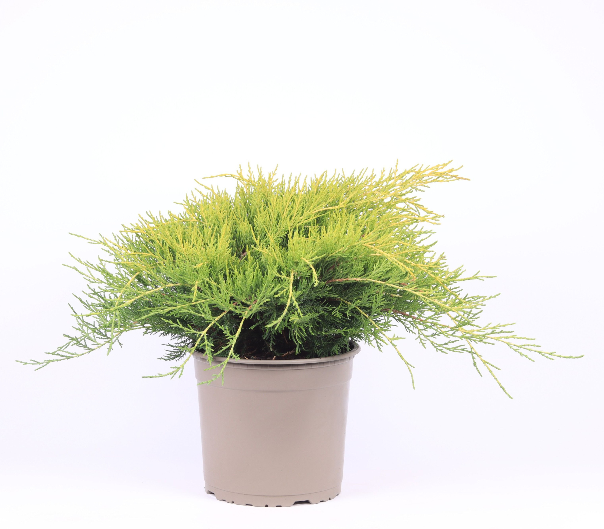 Juniperus x pfitzeriana 'Old Gold', D 23