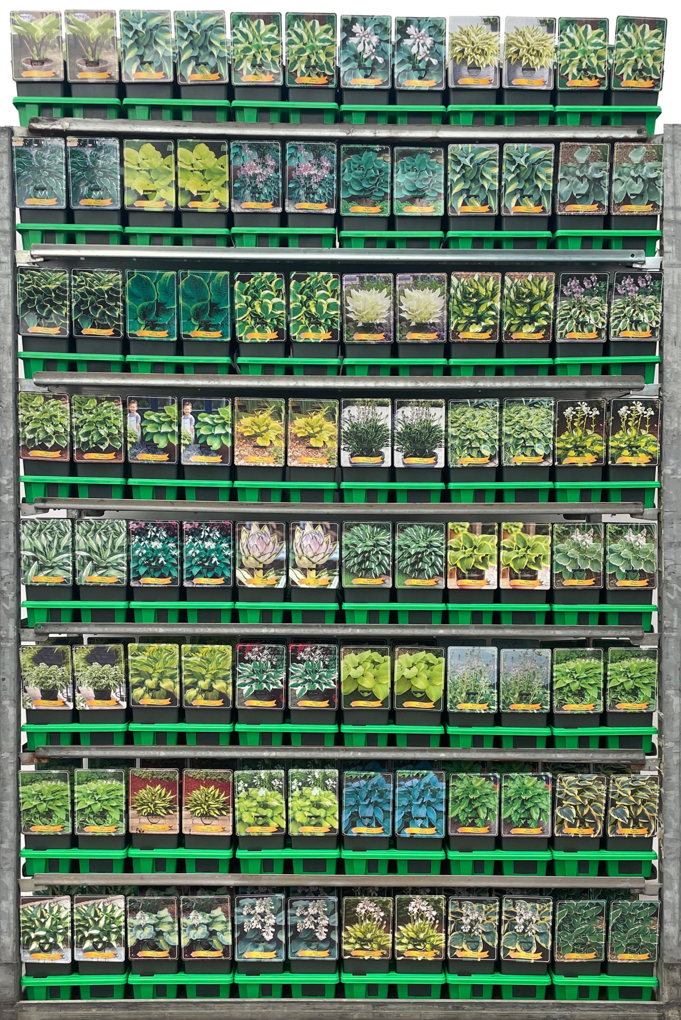 Hosta Mix CC P11, D 11