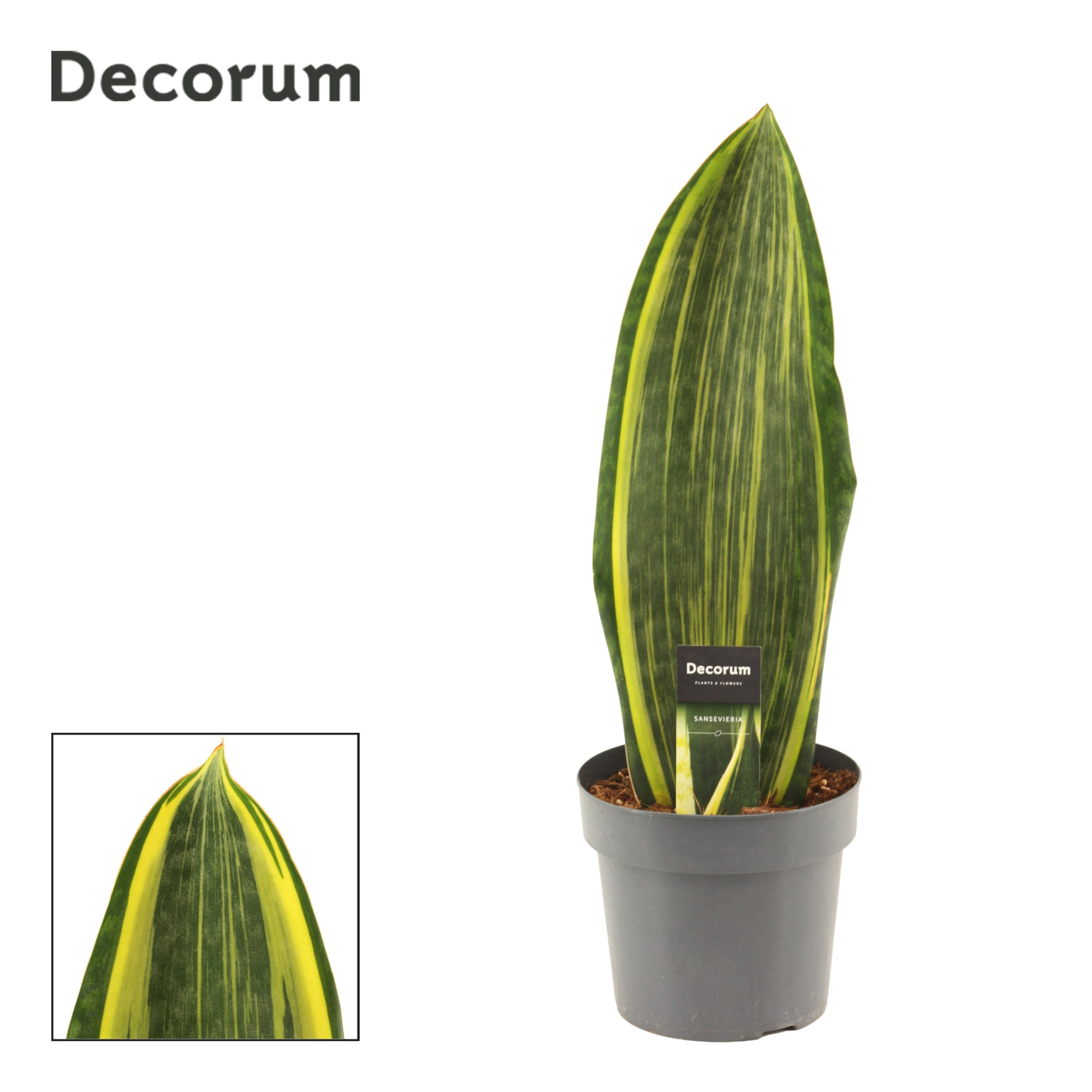 Sansevieria Masoniana 17 cm Variegata(Decorum), D 17