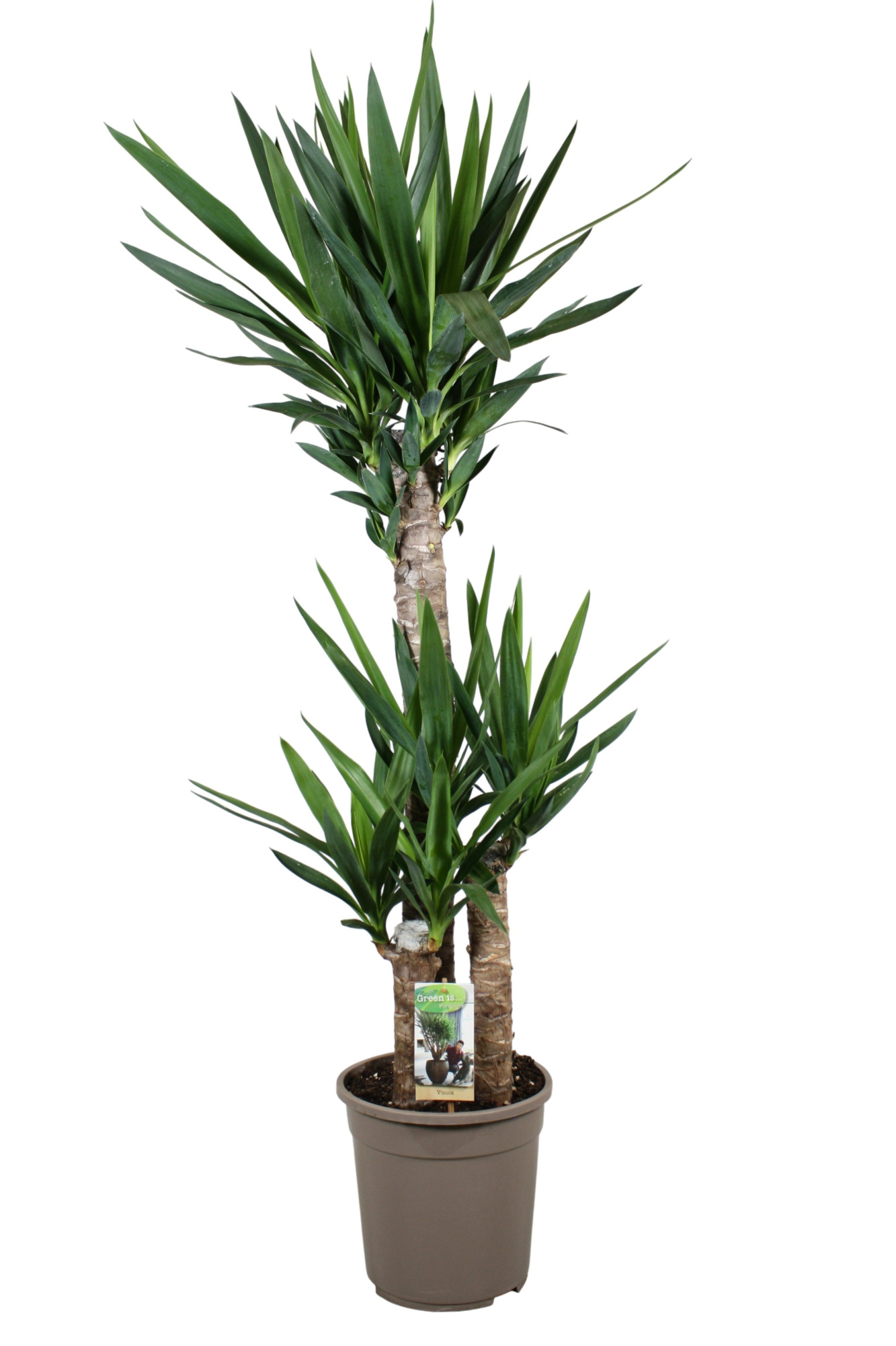 Yucca 90-45-20 - 2+ kop, D 24