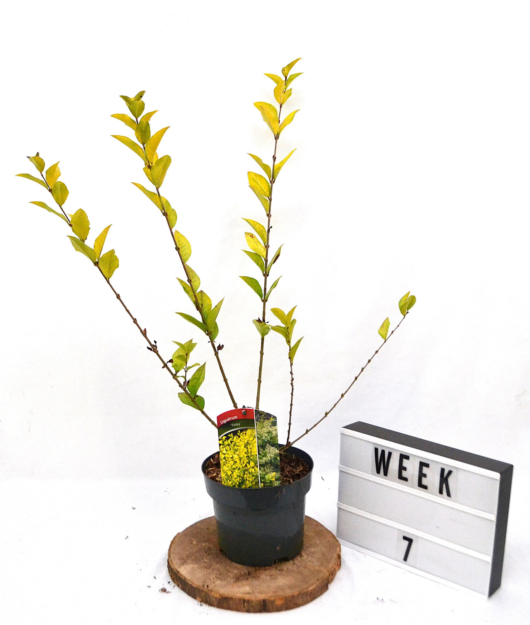 Ligustrum Vicary C3, D 19