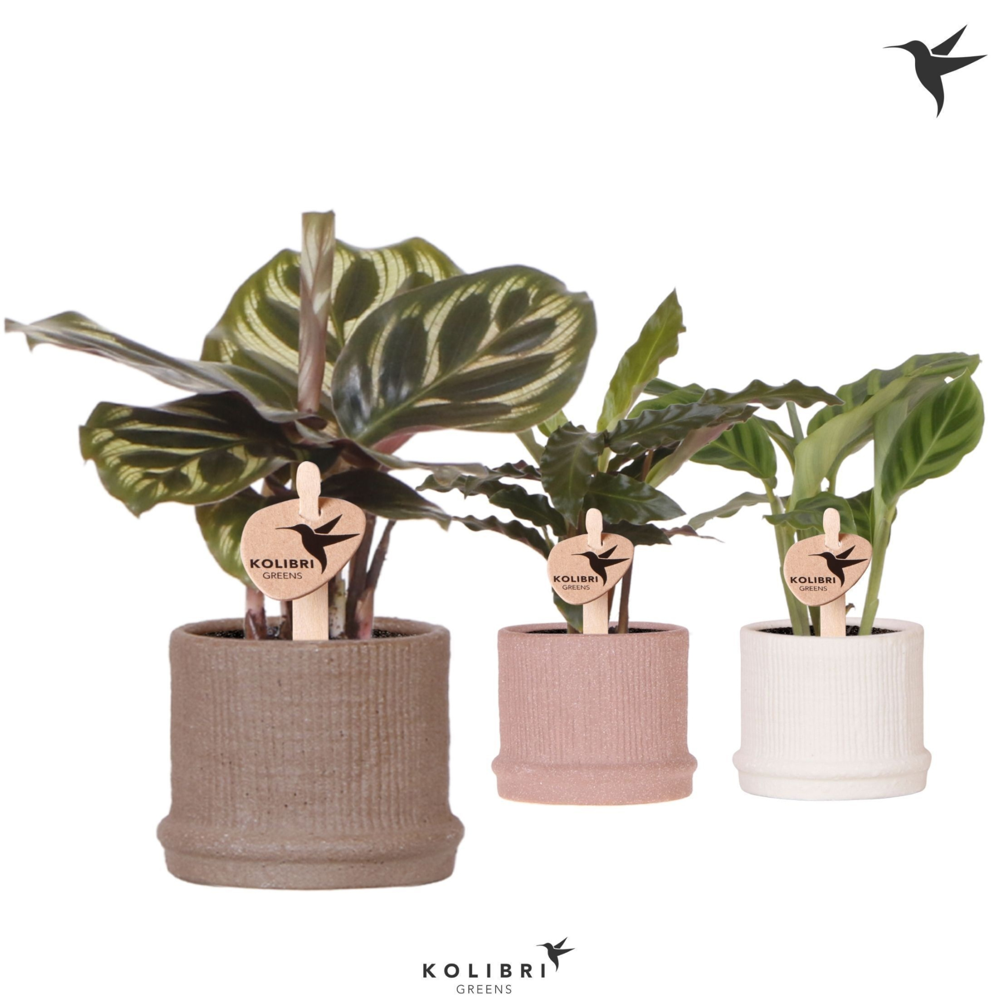 Kolibri Greens Calathea mix in Bali pot mix, D 6