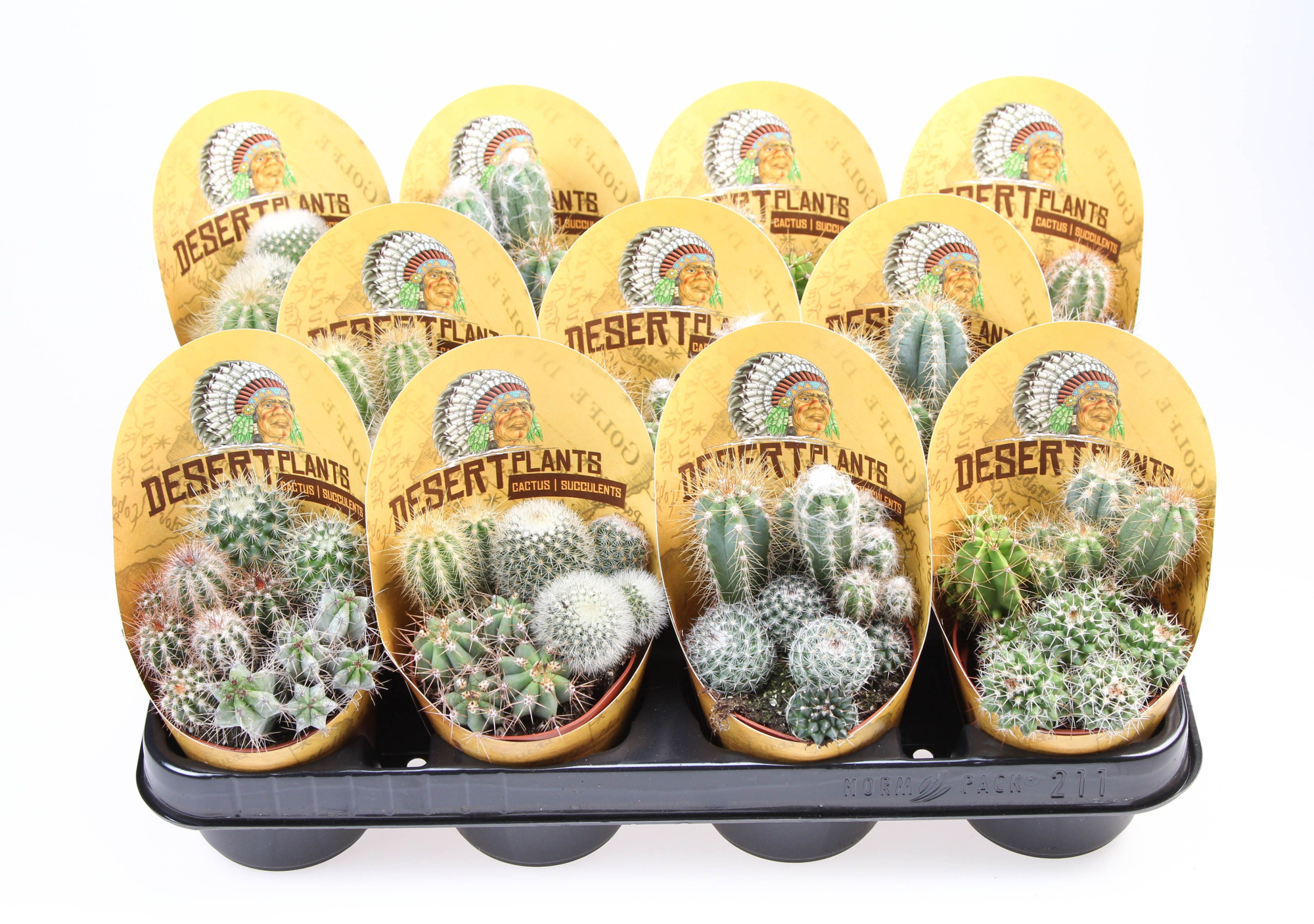 Potcover desert plants cactus trio, D 8,5