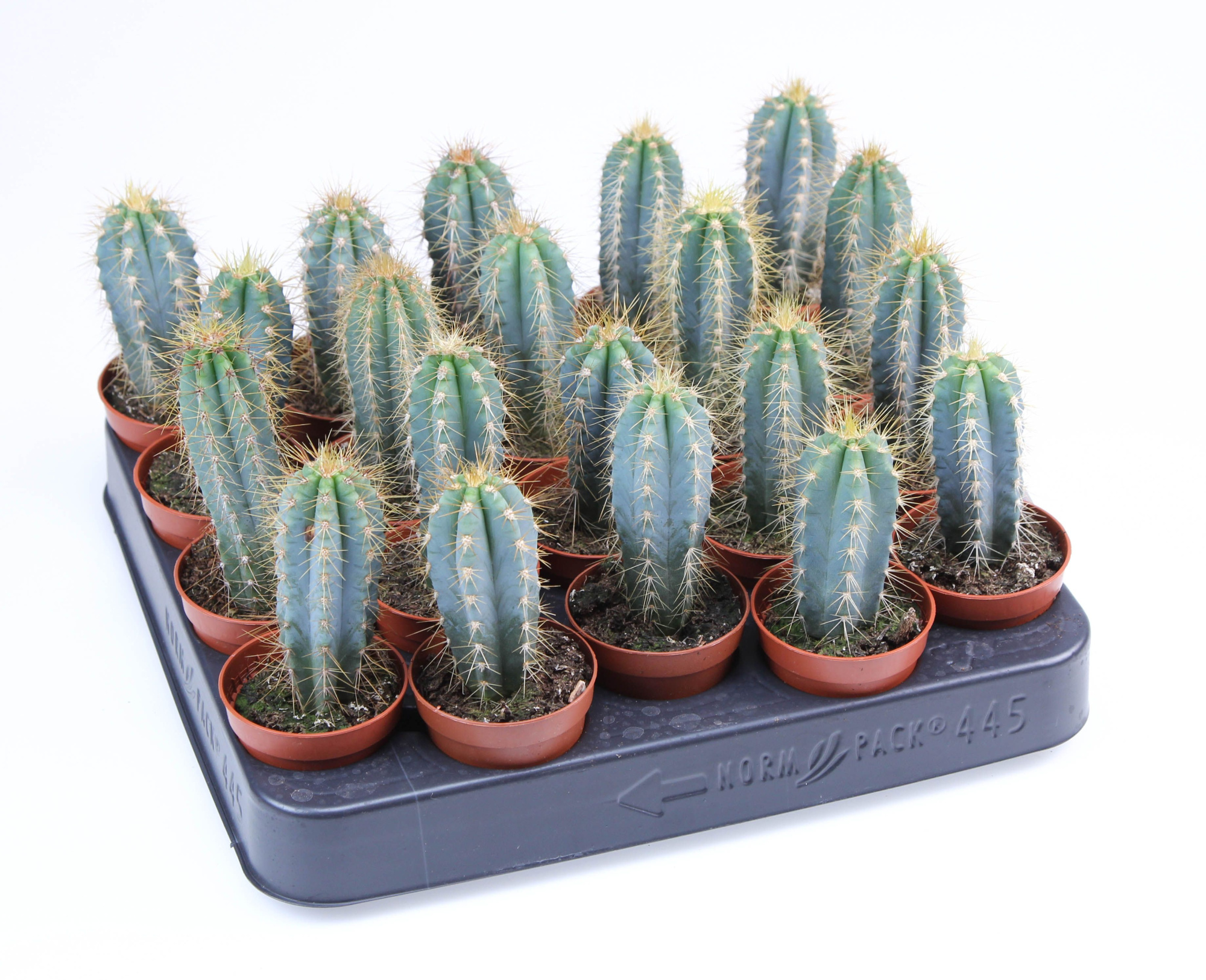 Pilosocereus azureus E, D 5,5